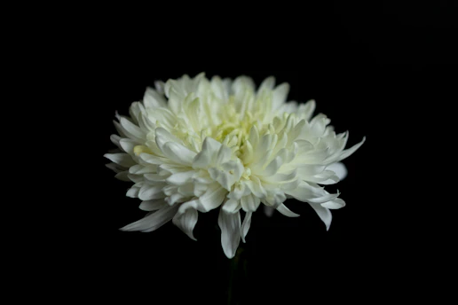 A white flower on a black background