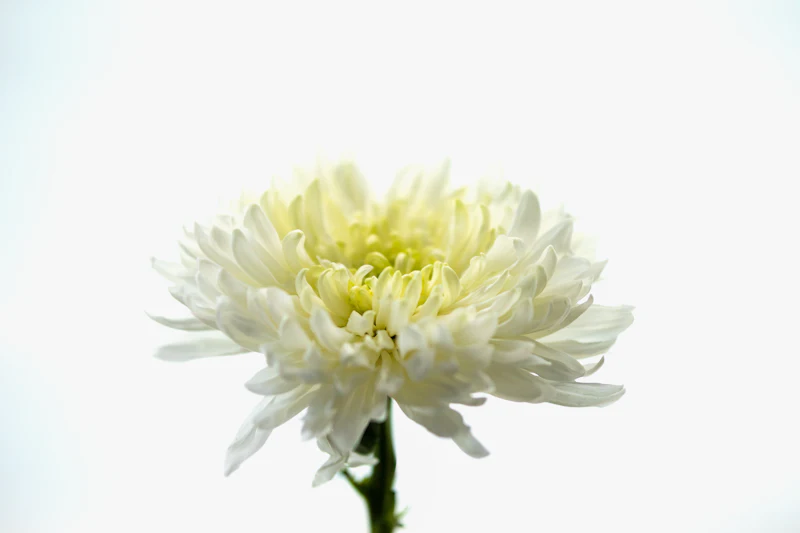 Crisantemo bianco