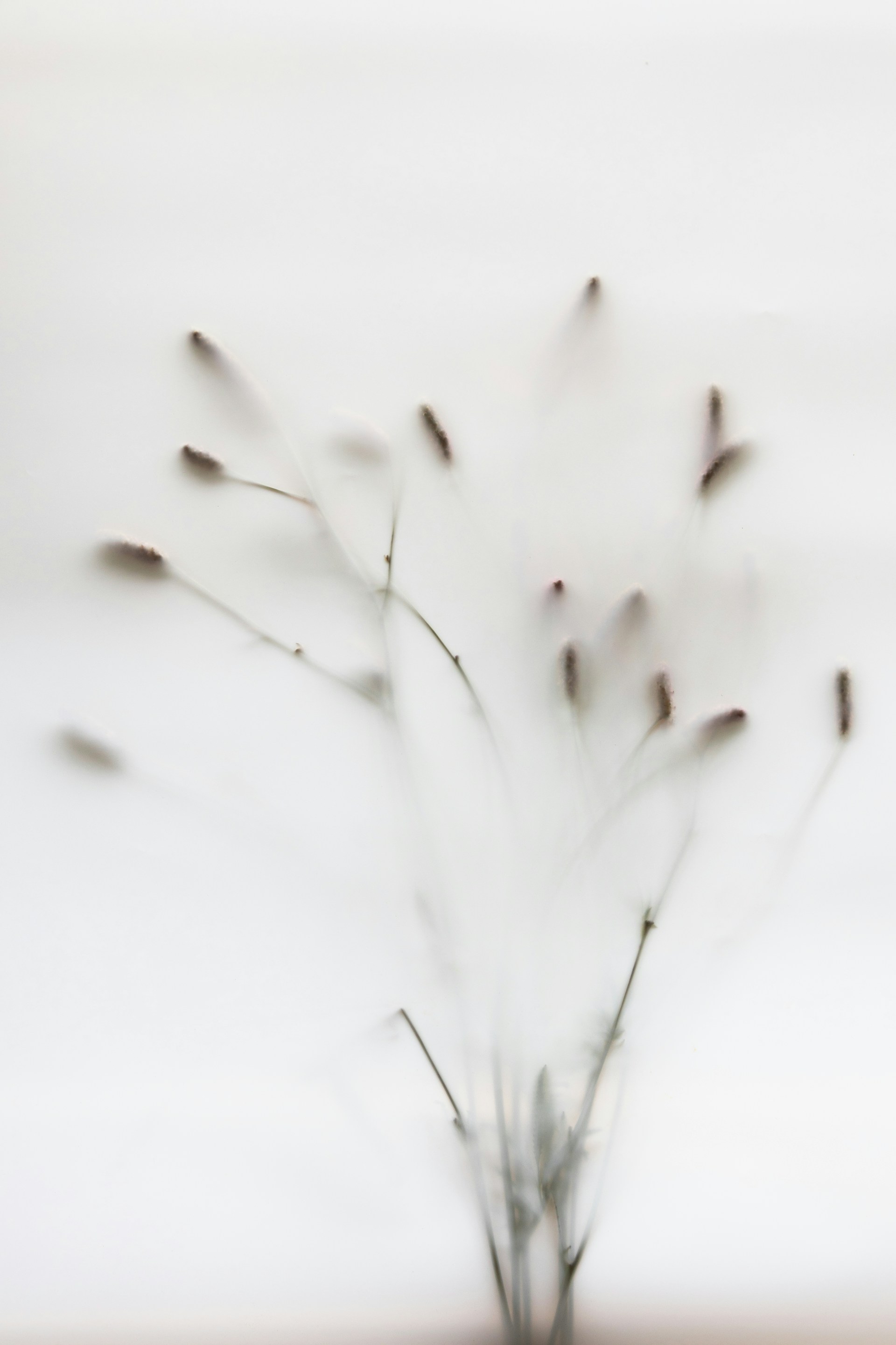 A blurry photo of a vase with a plant in it