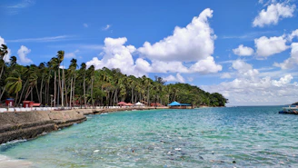 A sandy beach with palm trees and blue water