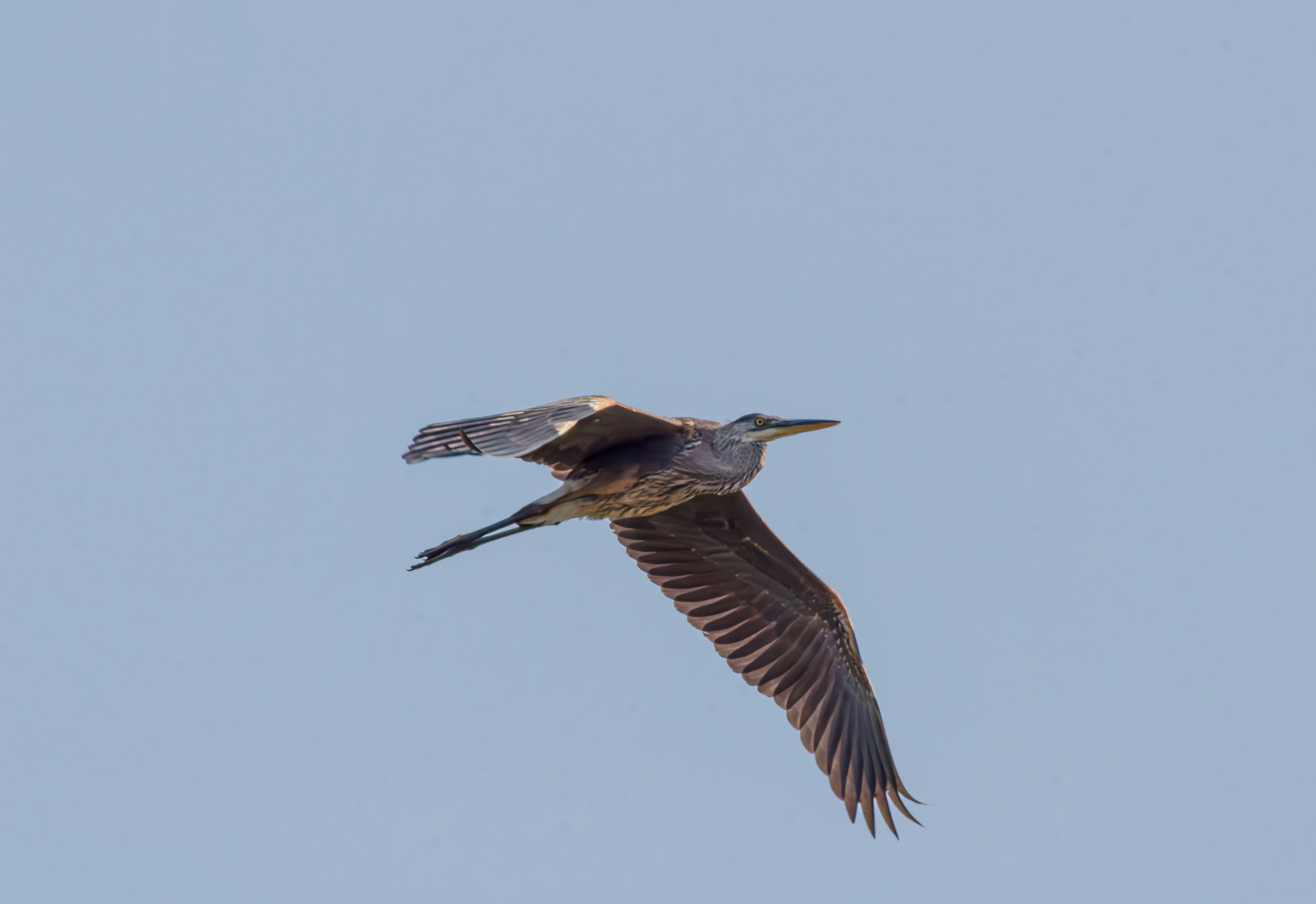 澄んだ空を背景に飛んでいる青い鳥。の写真 – Unsplashの鳥の無料画像