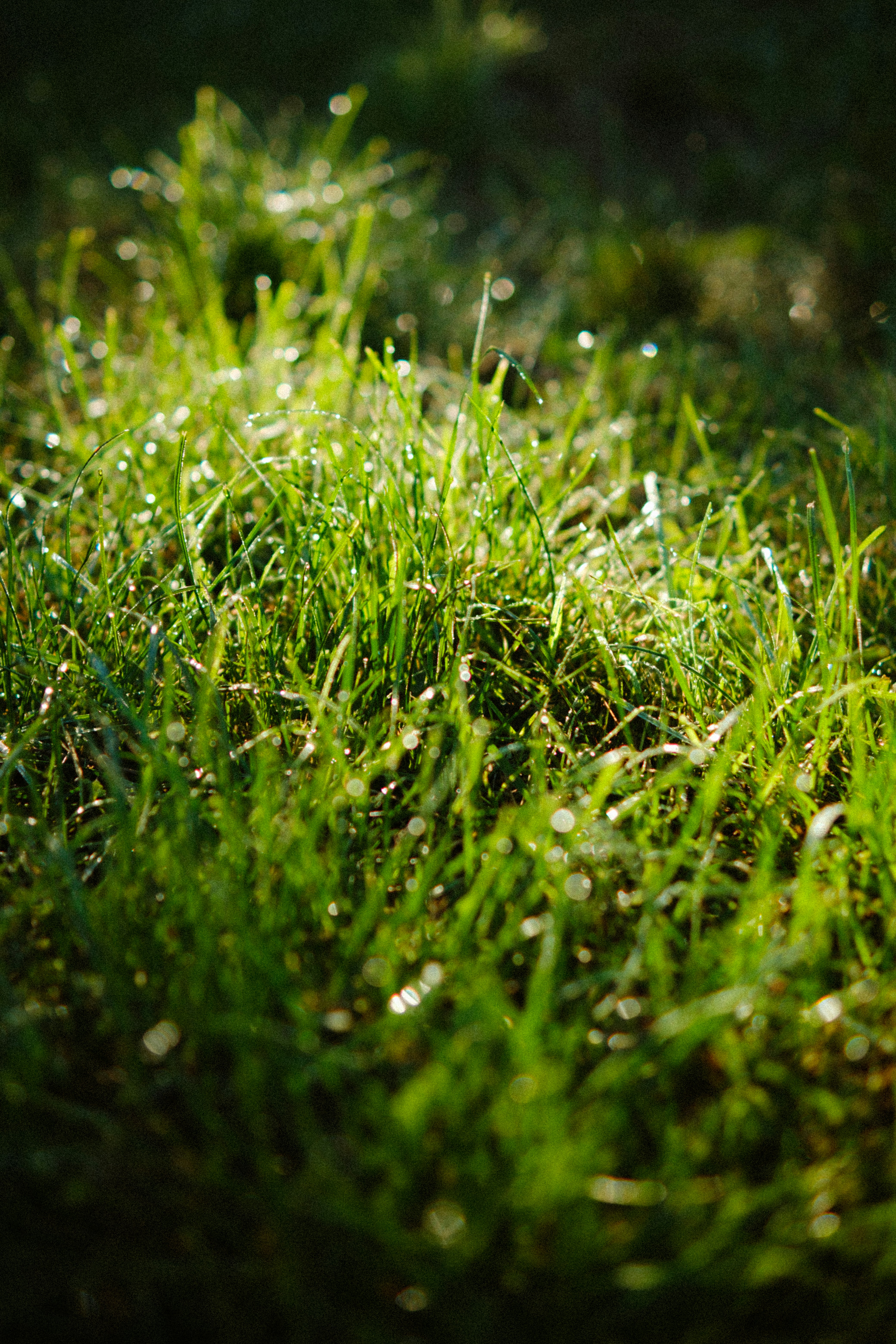 Photo by genet_schneider