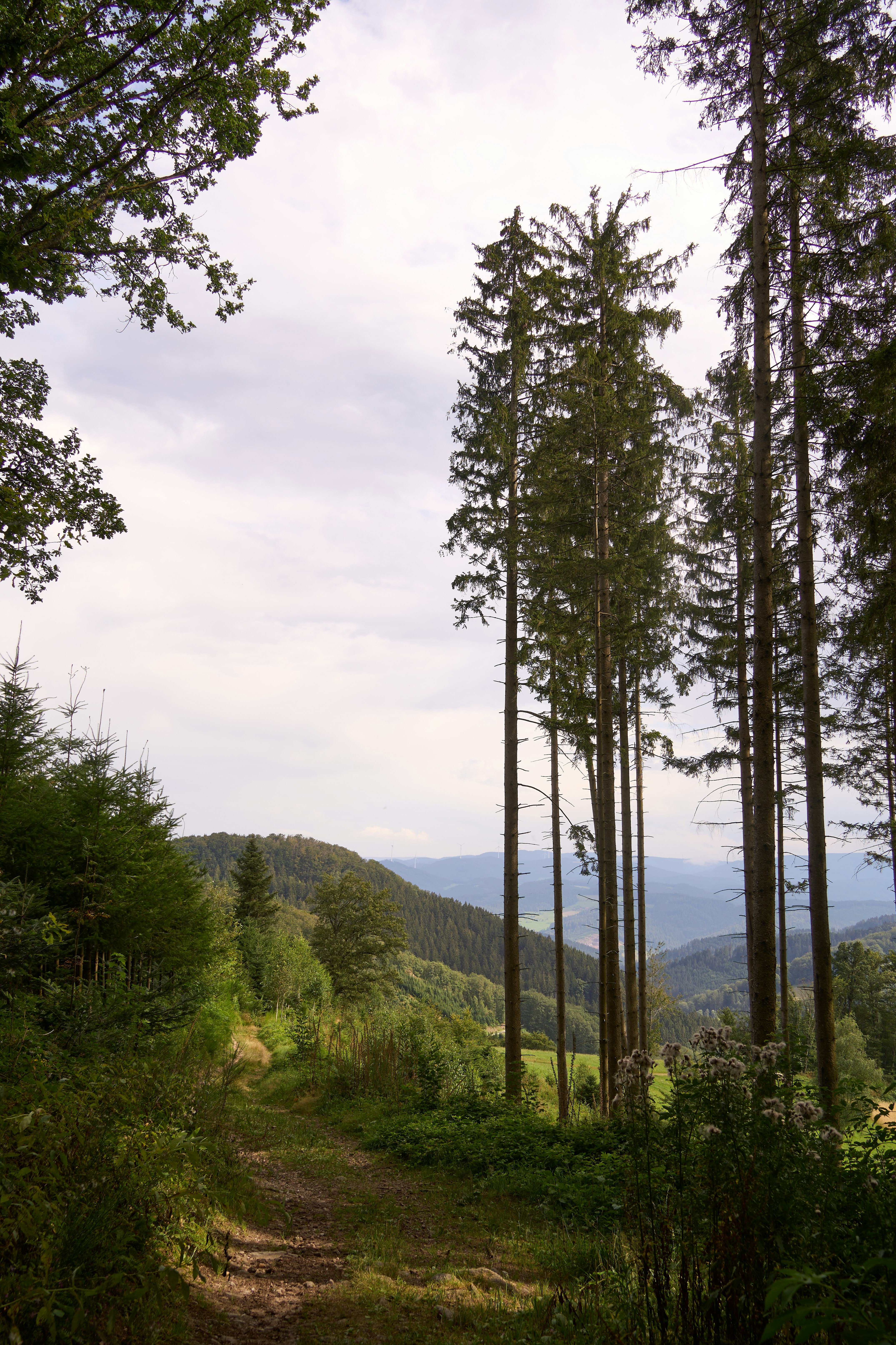 Photo by wolfgang_hasselmann