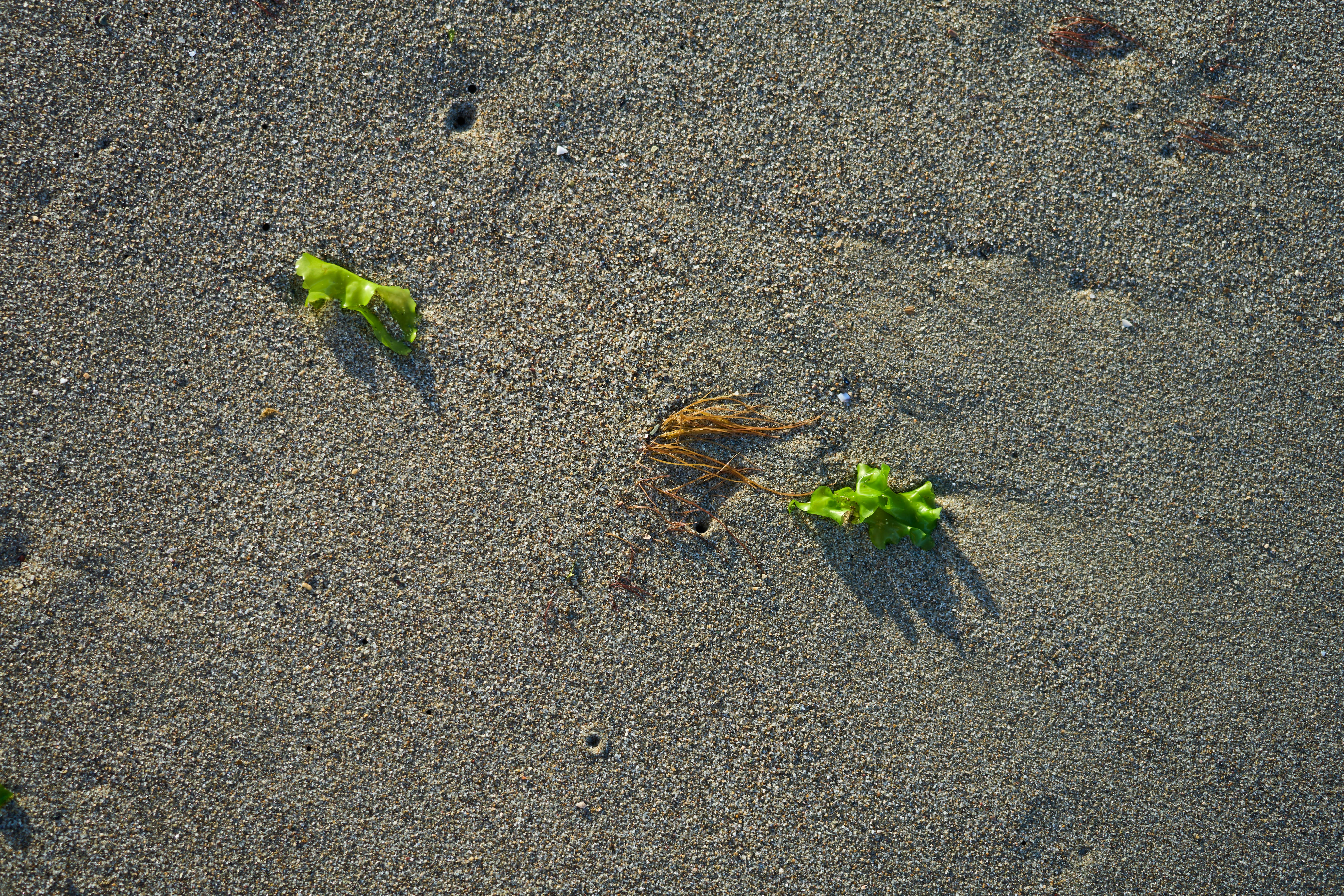 Photo by wolfgang_hasselmann