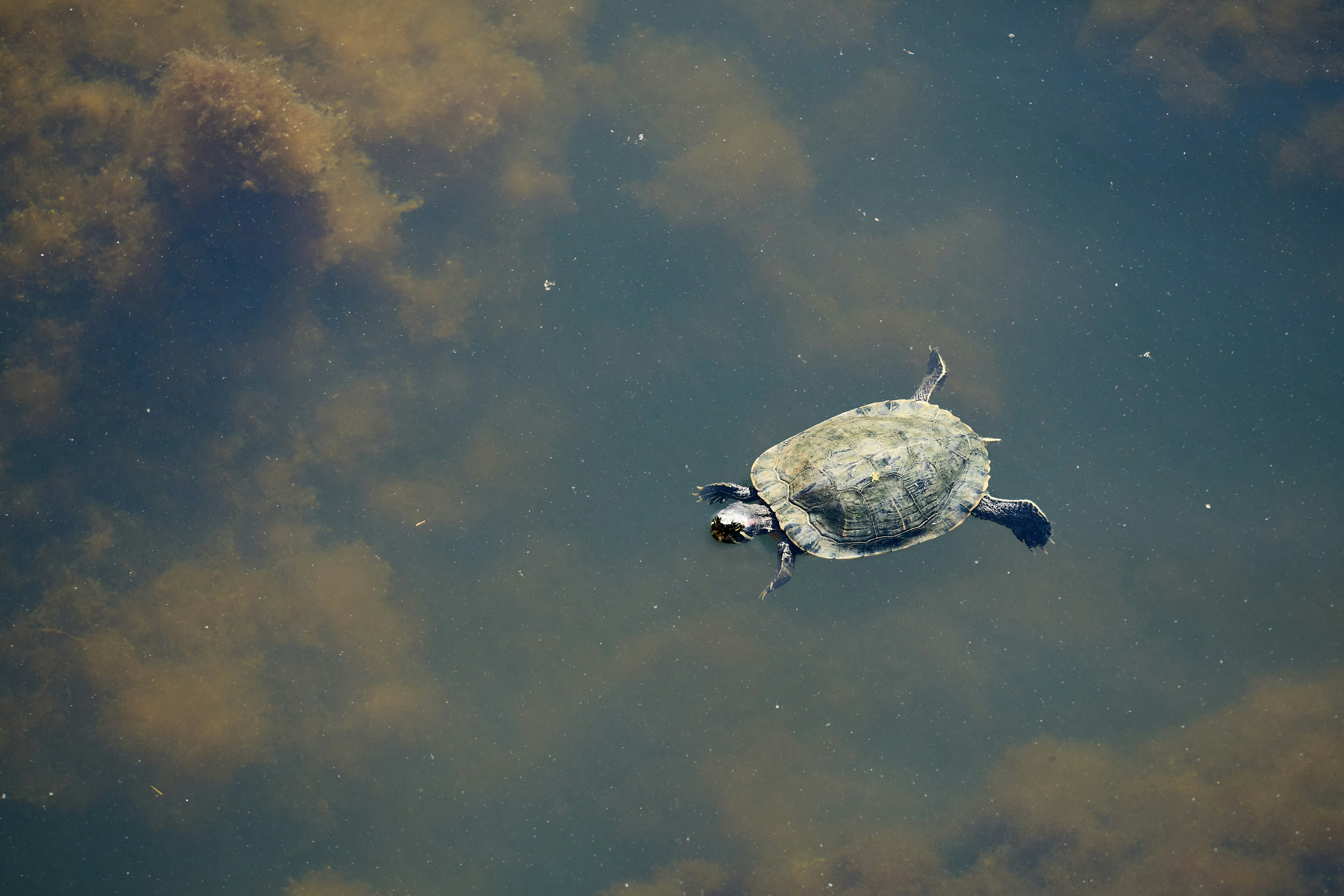 Photo by wolfgang_hasselmann