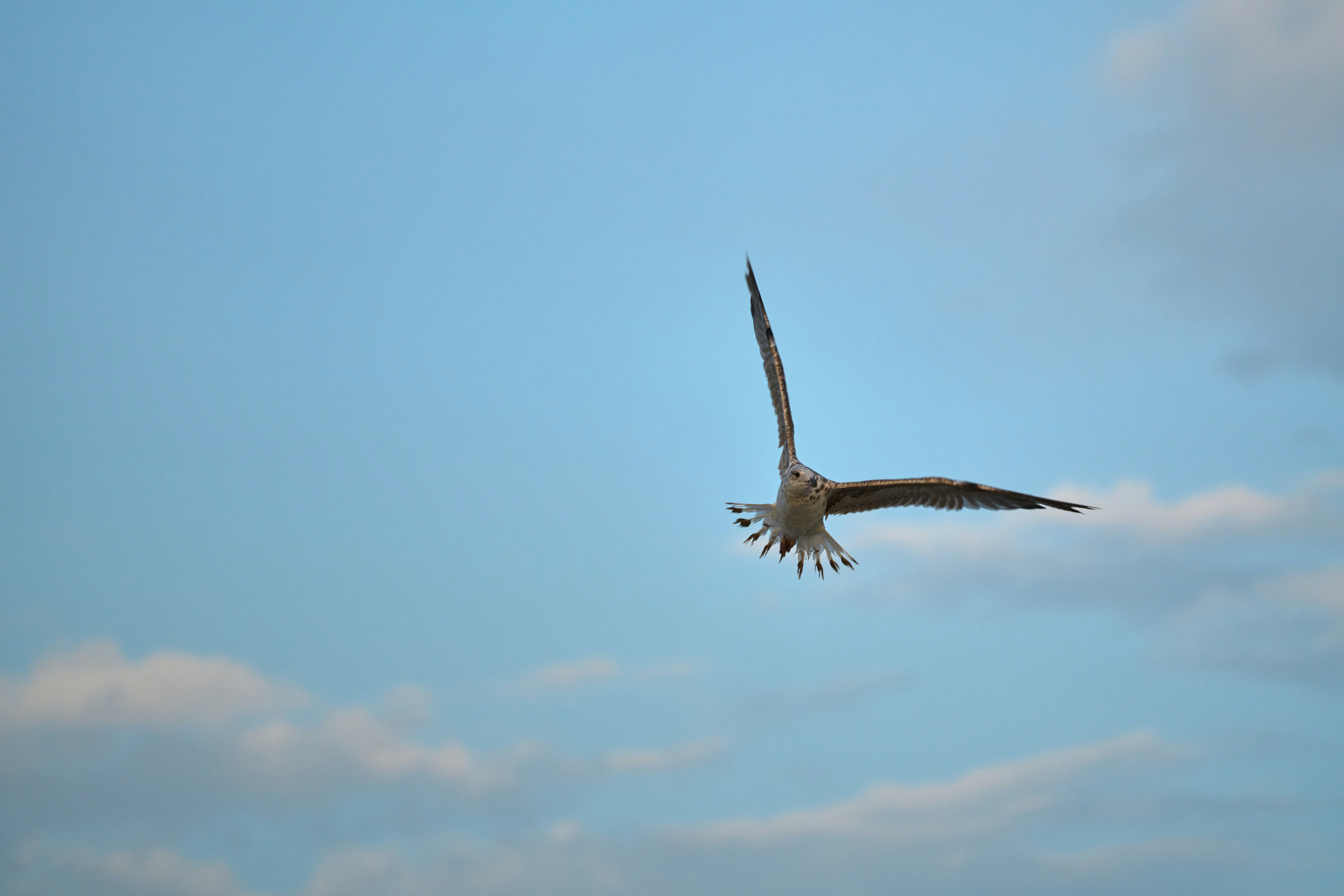 Photo by wolfgang_hasselmann