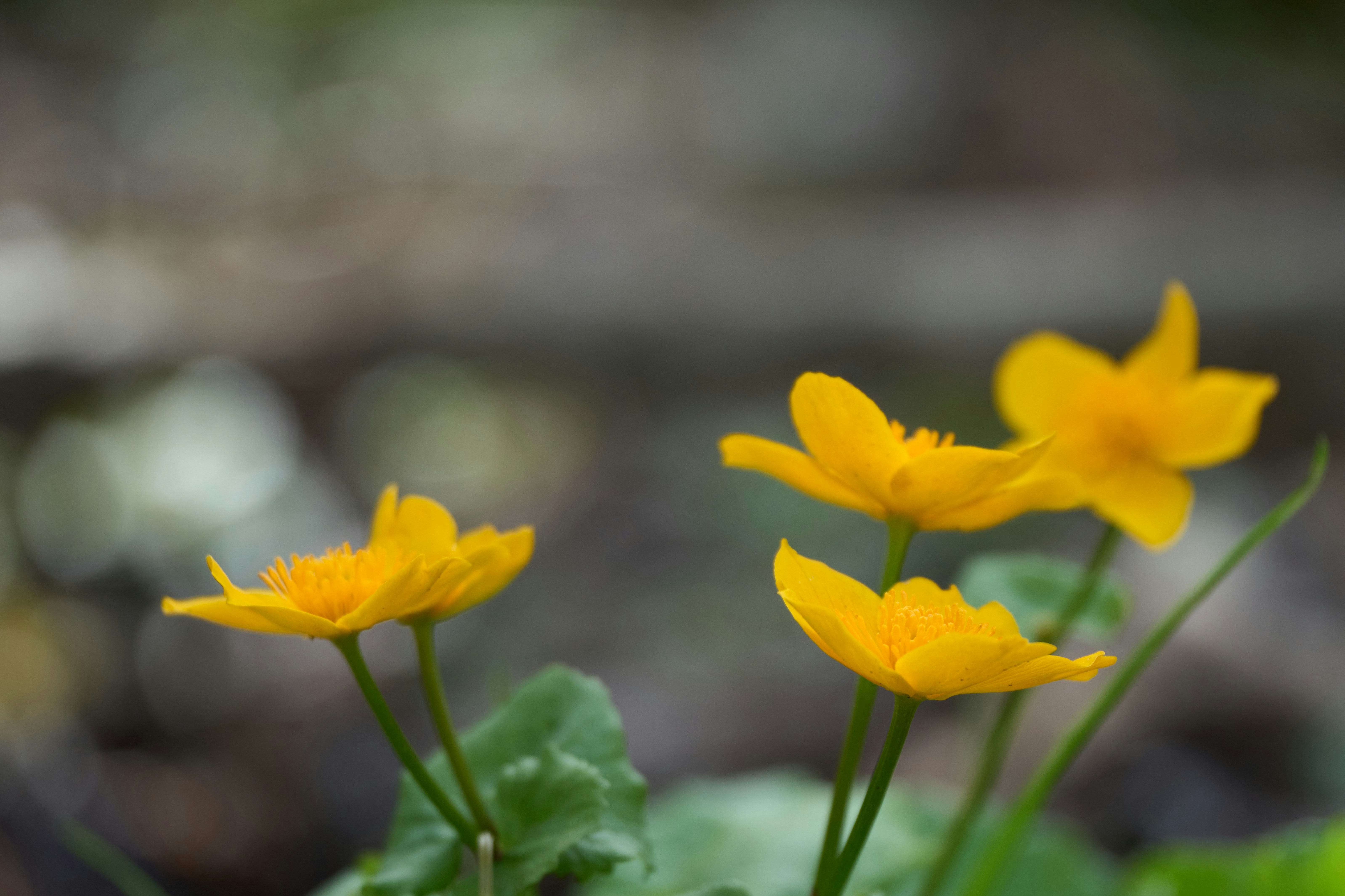 Photo by wolfgang_hasselmann