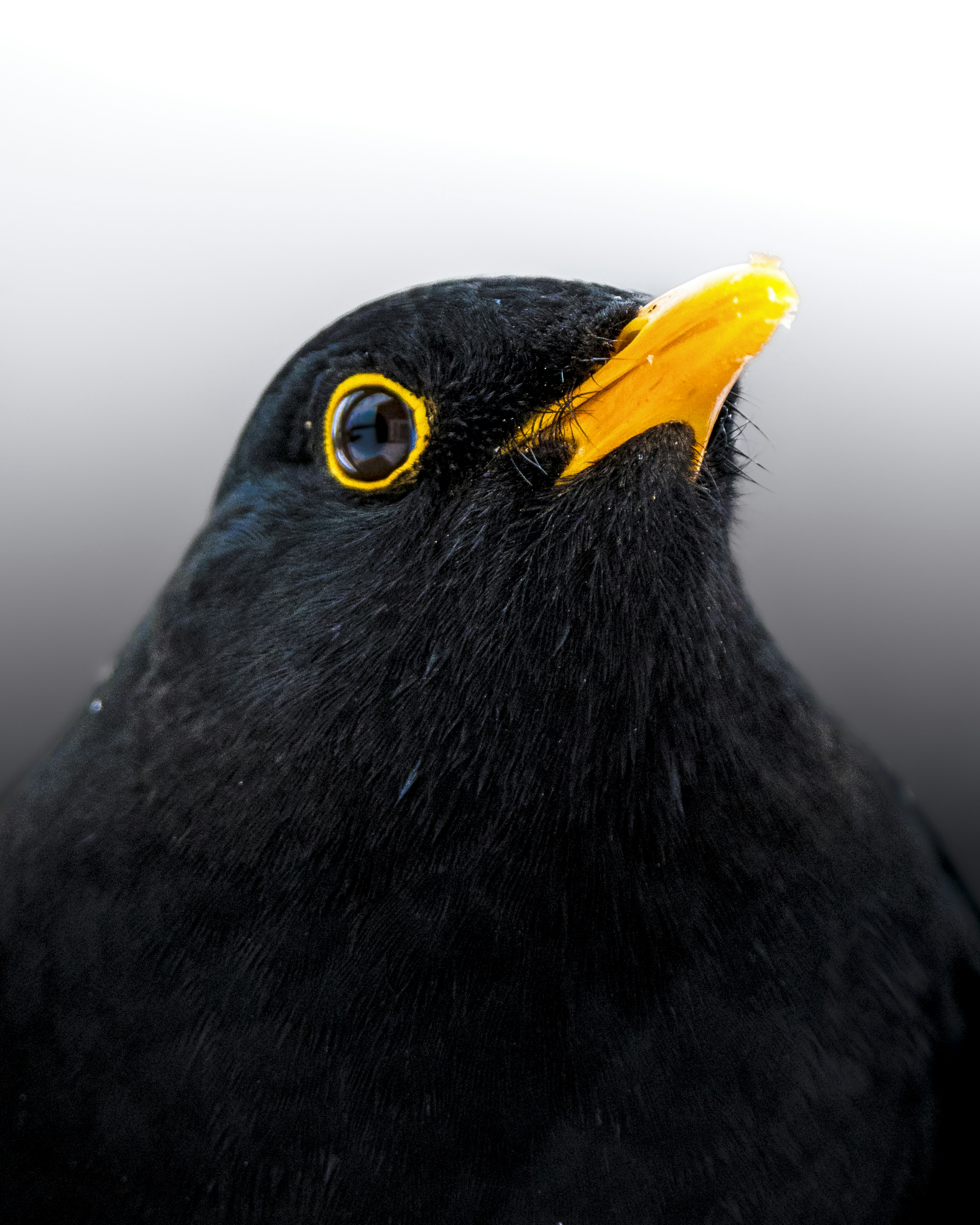 A close up of a black bird with a yellow beak