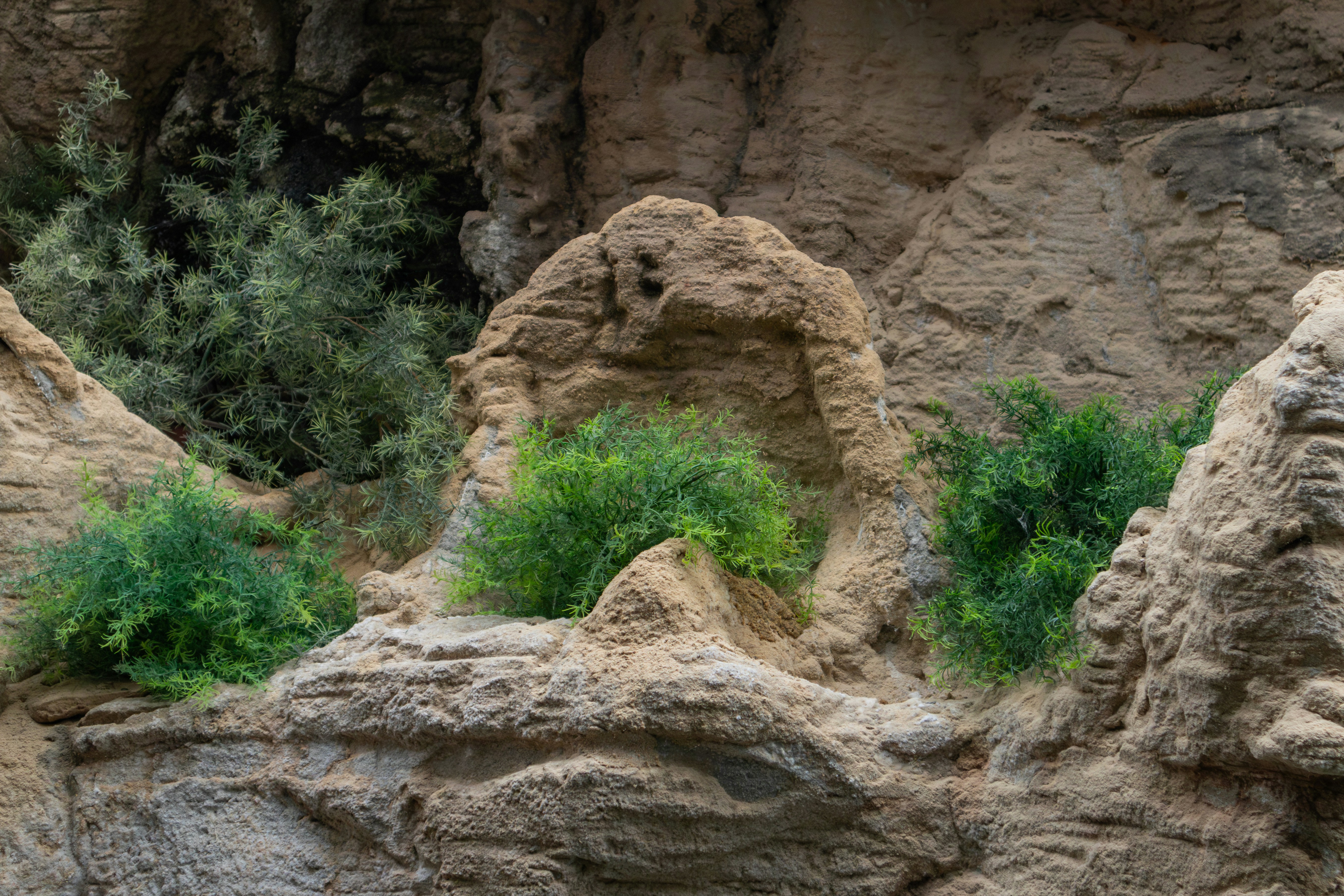 A group of rocks with plants growing out of them photo – Free Fluviário ...