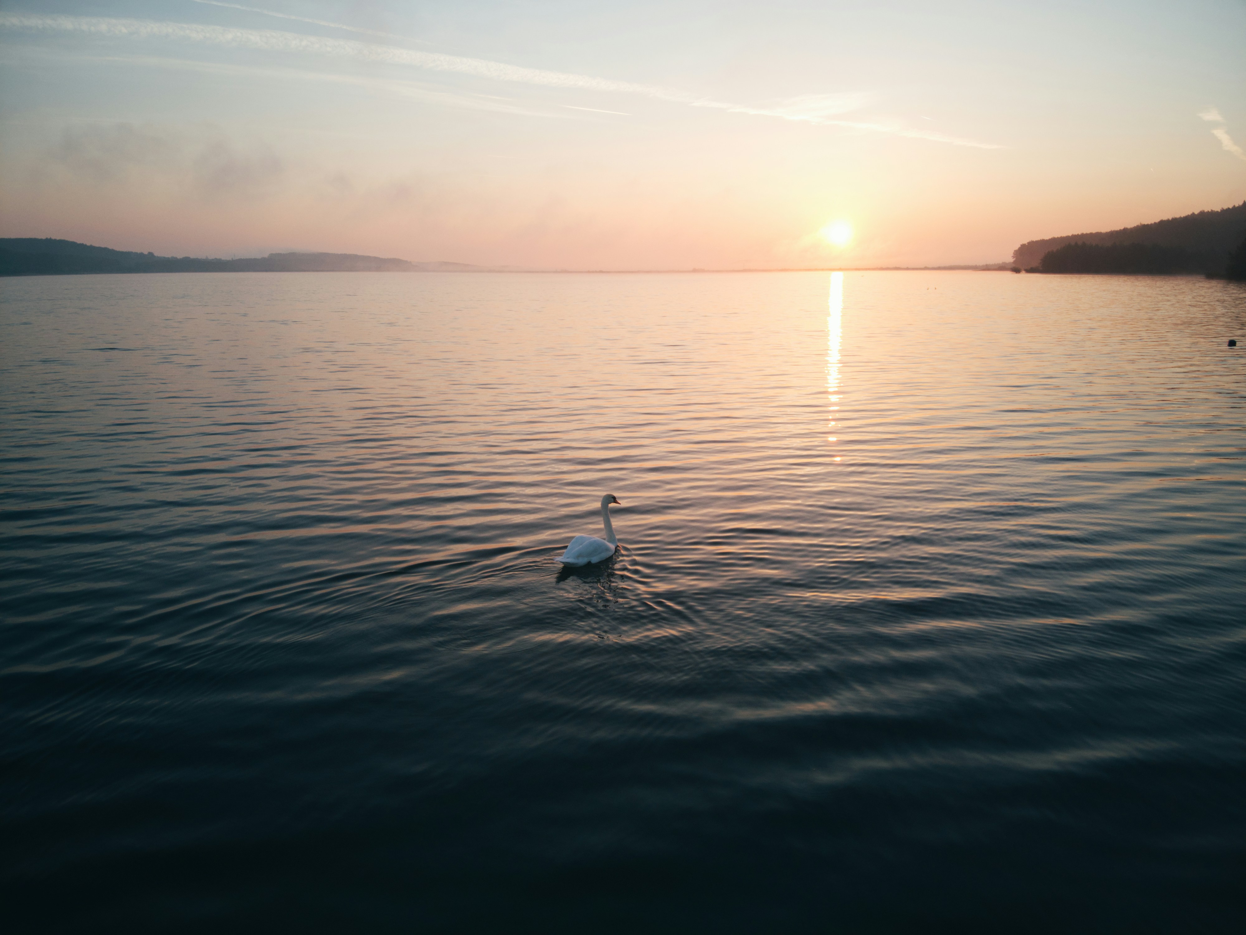 A bird floating on top of a body of water