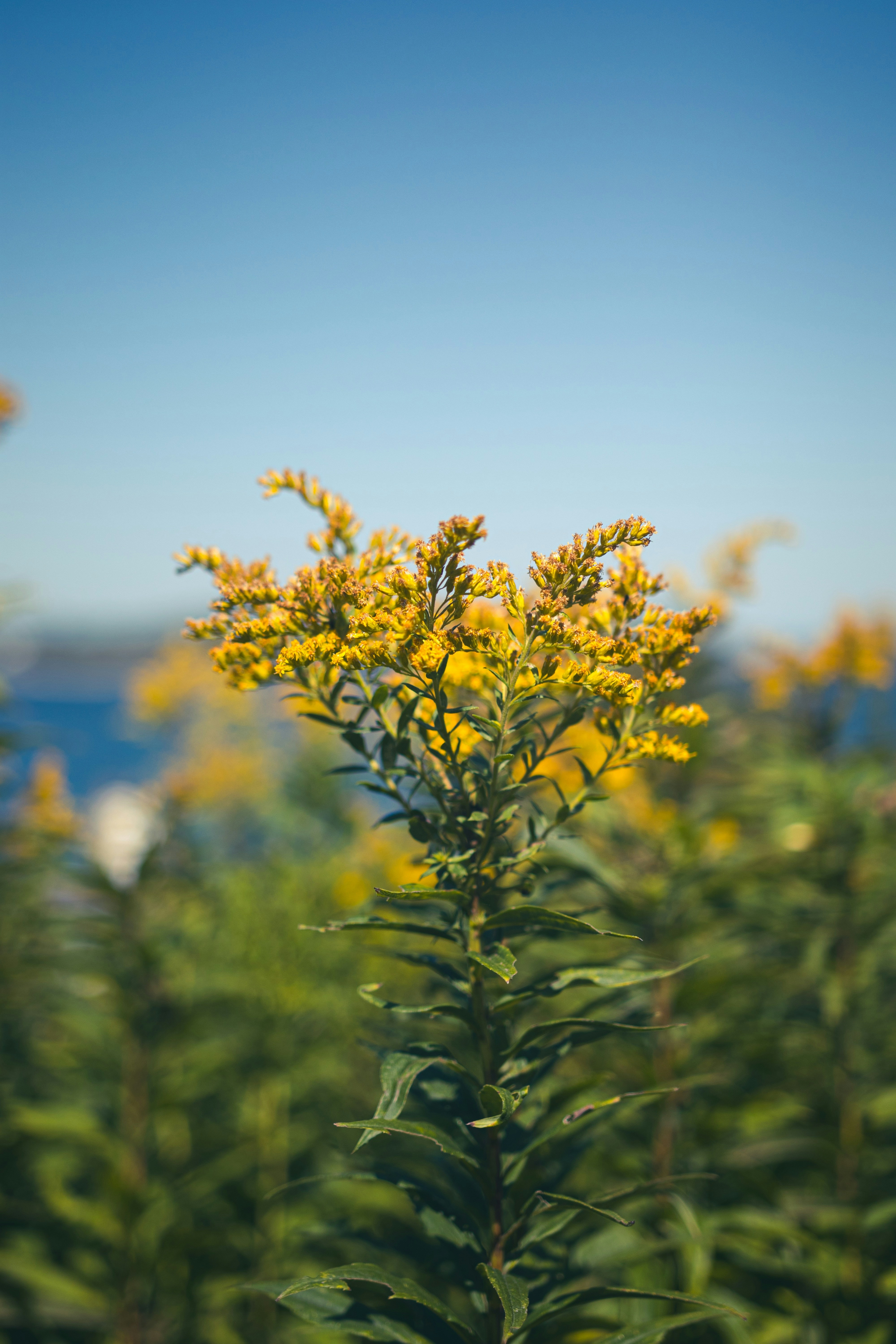 A close up of a plant with a blue sky in the background