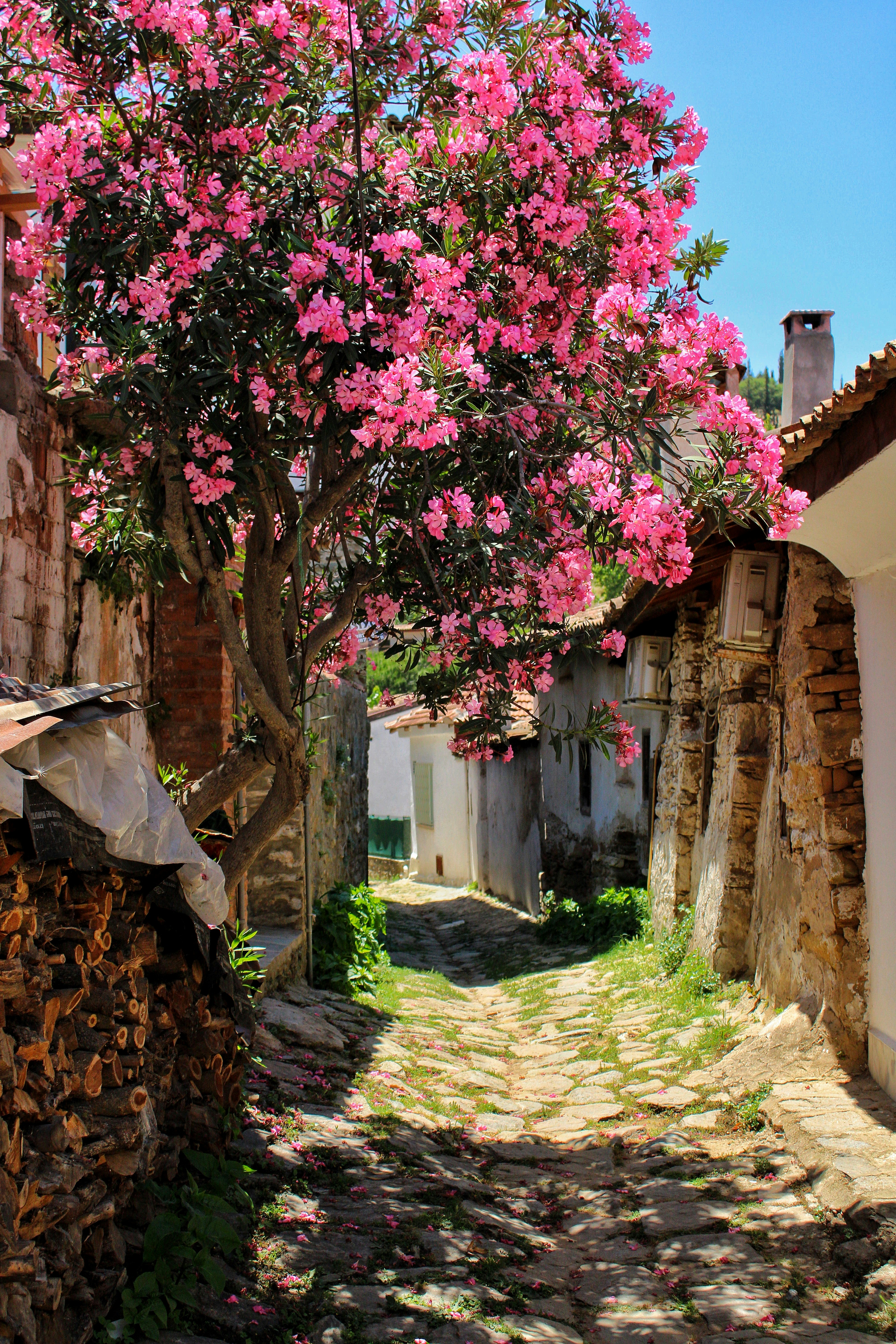 Un albero con fiori rosa è in mezzo a una strada