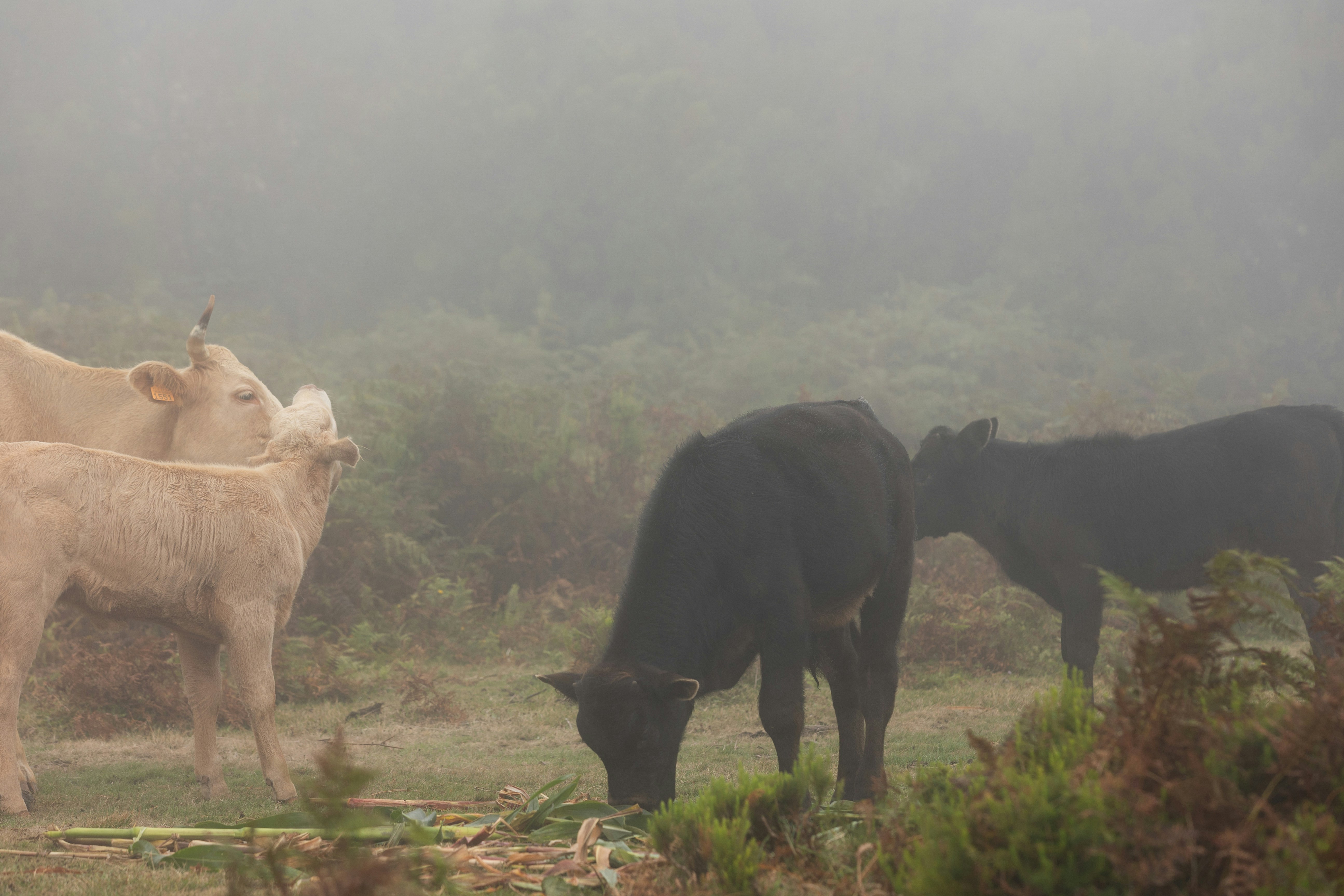 A herd of cattle standing on top of a grass covered field