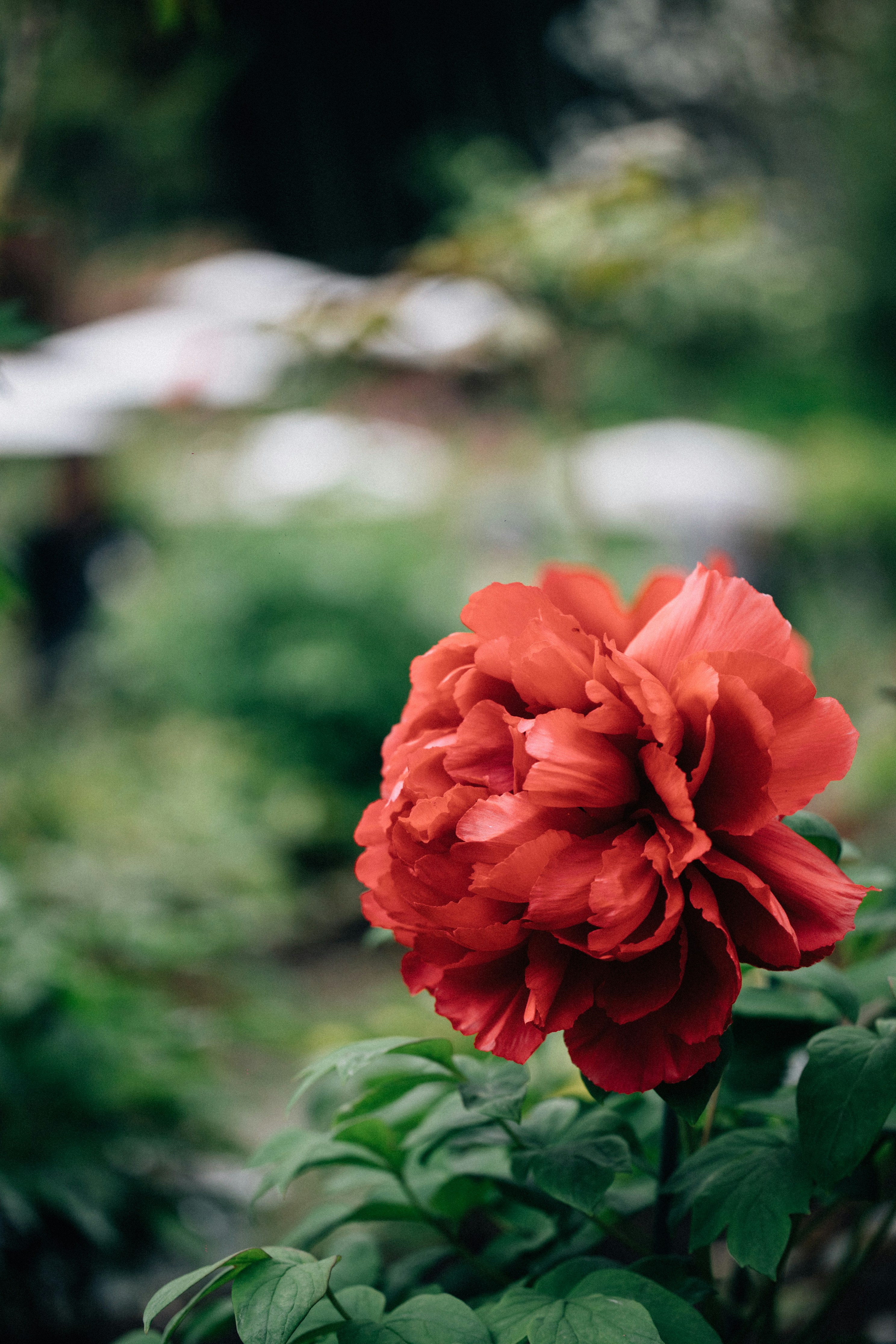 Photo by tsuyoshikozu