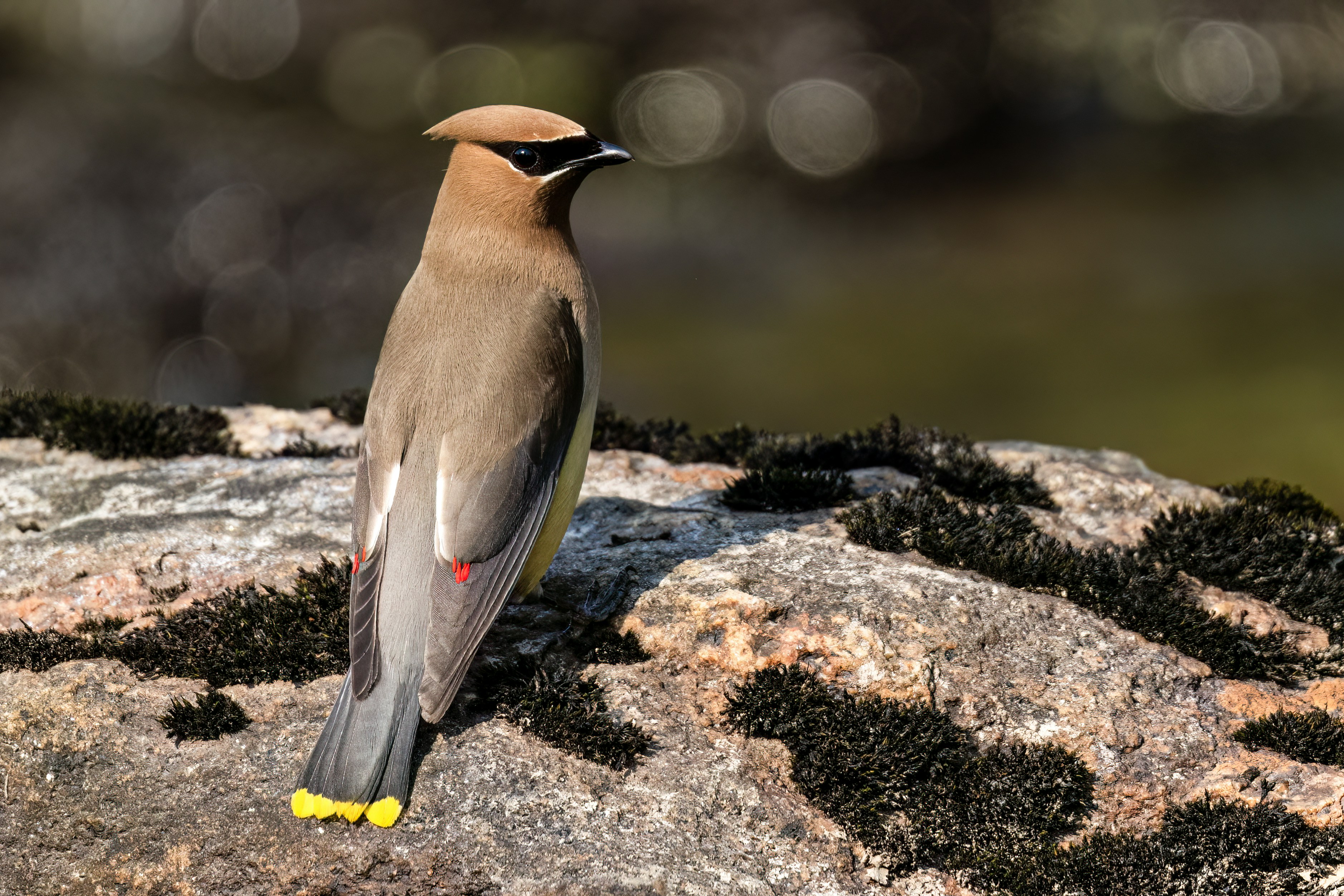 Cedar Waxwing