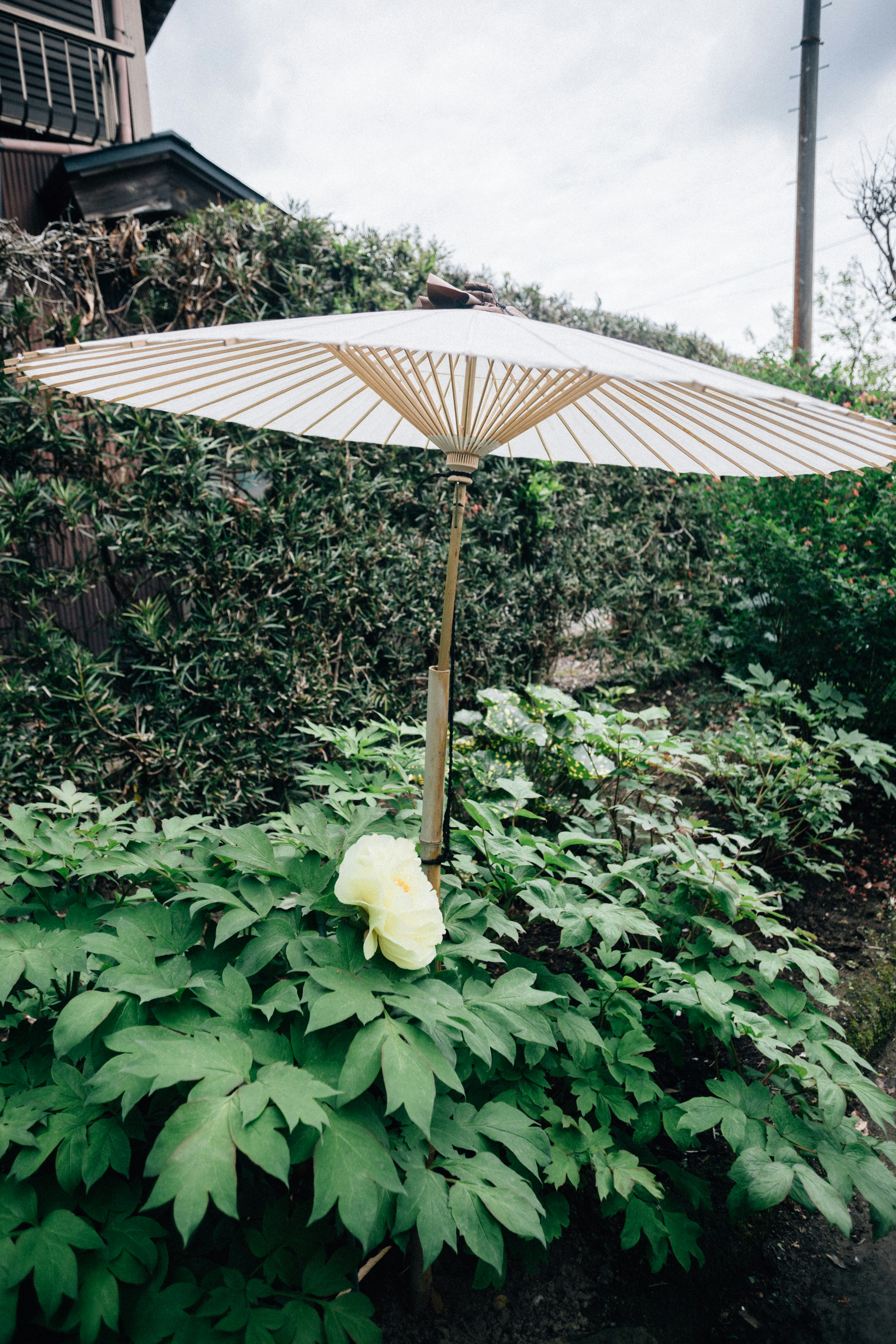 Photo by tsuyoshikozu