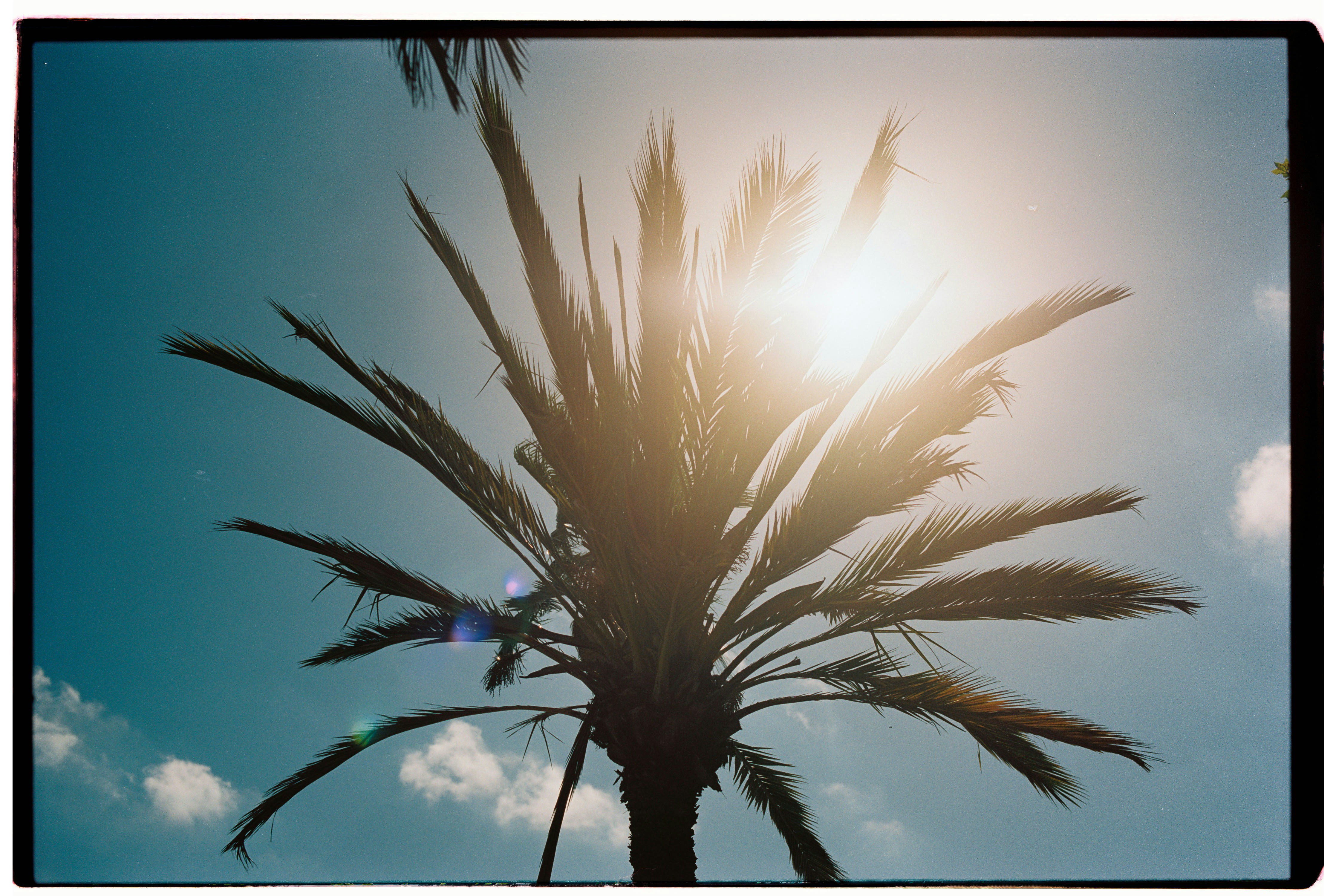 A palm tree with the sun in the background