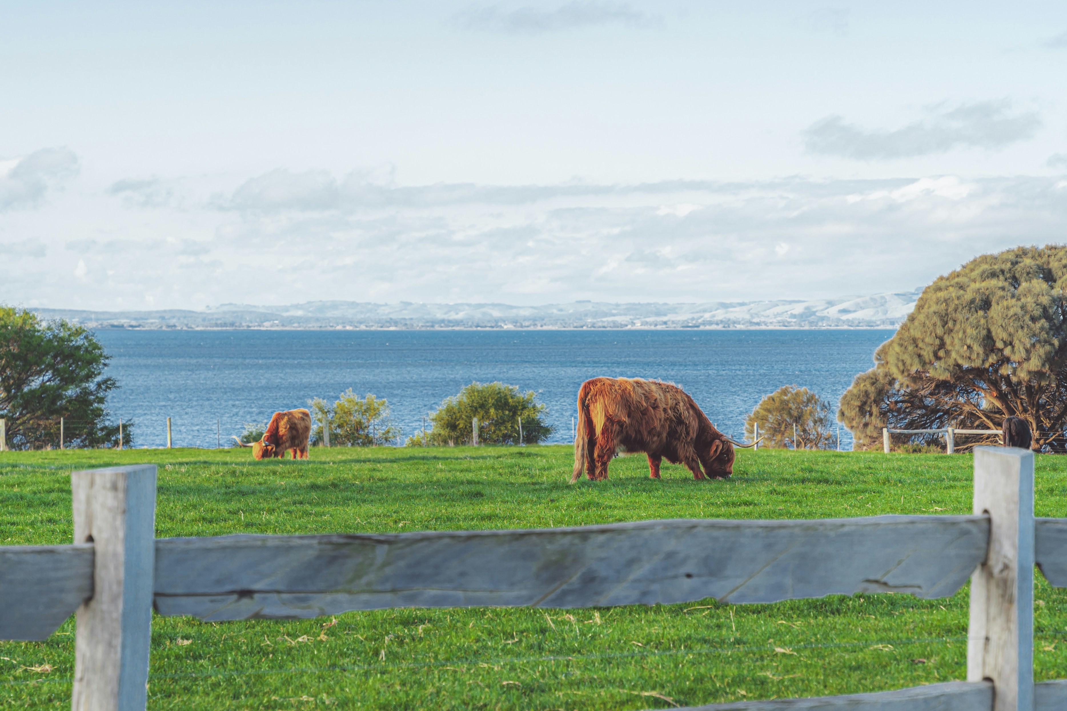 A herd of cattle grazing on a lush green field