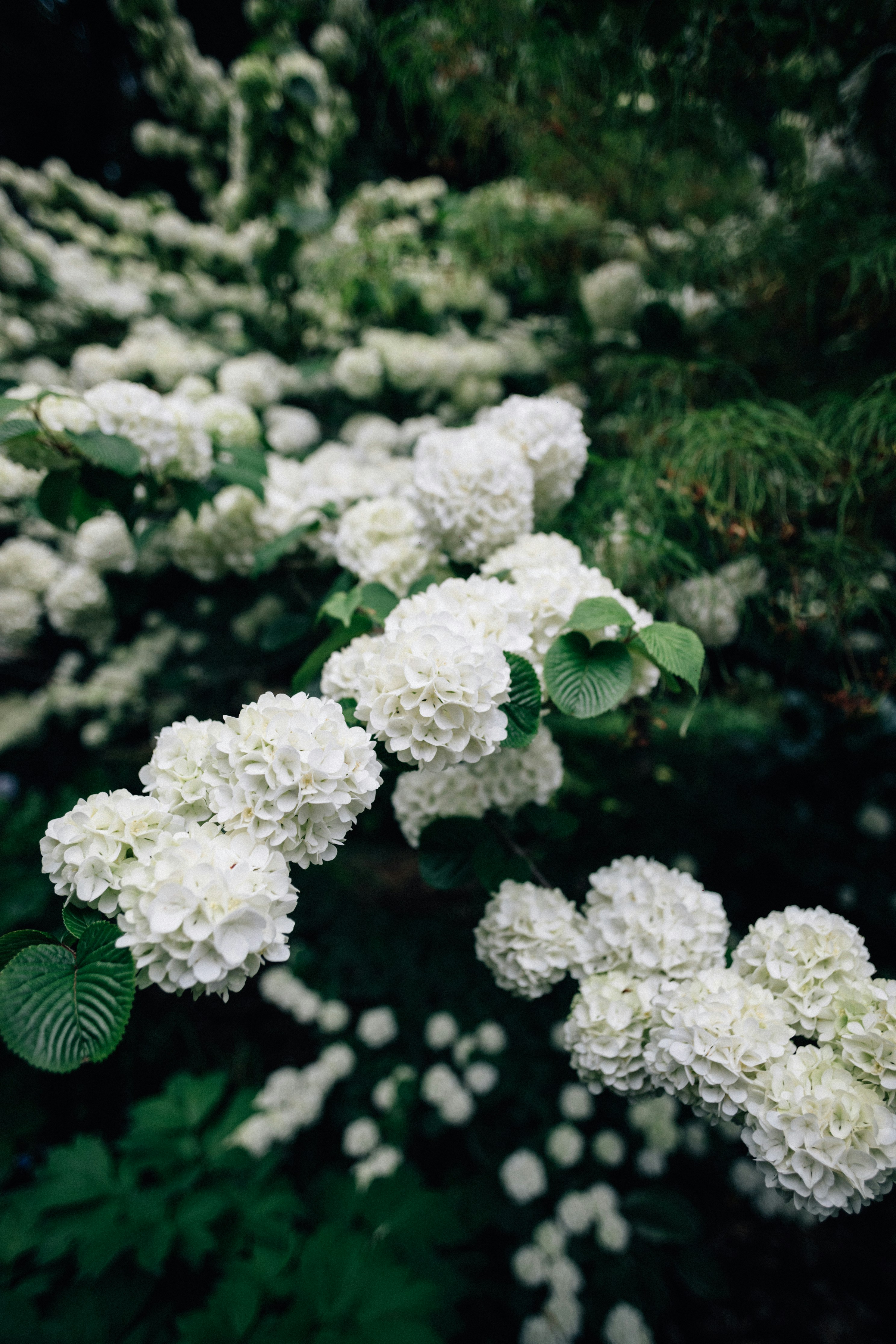 Photo by tsuyoshikozu