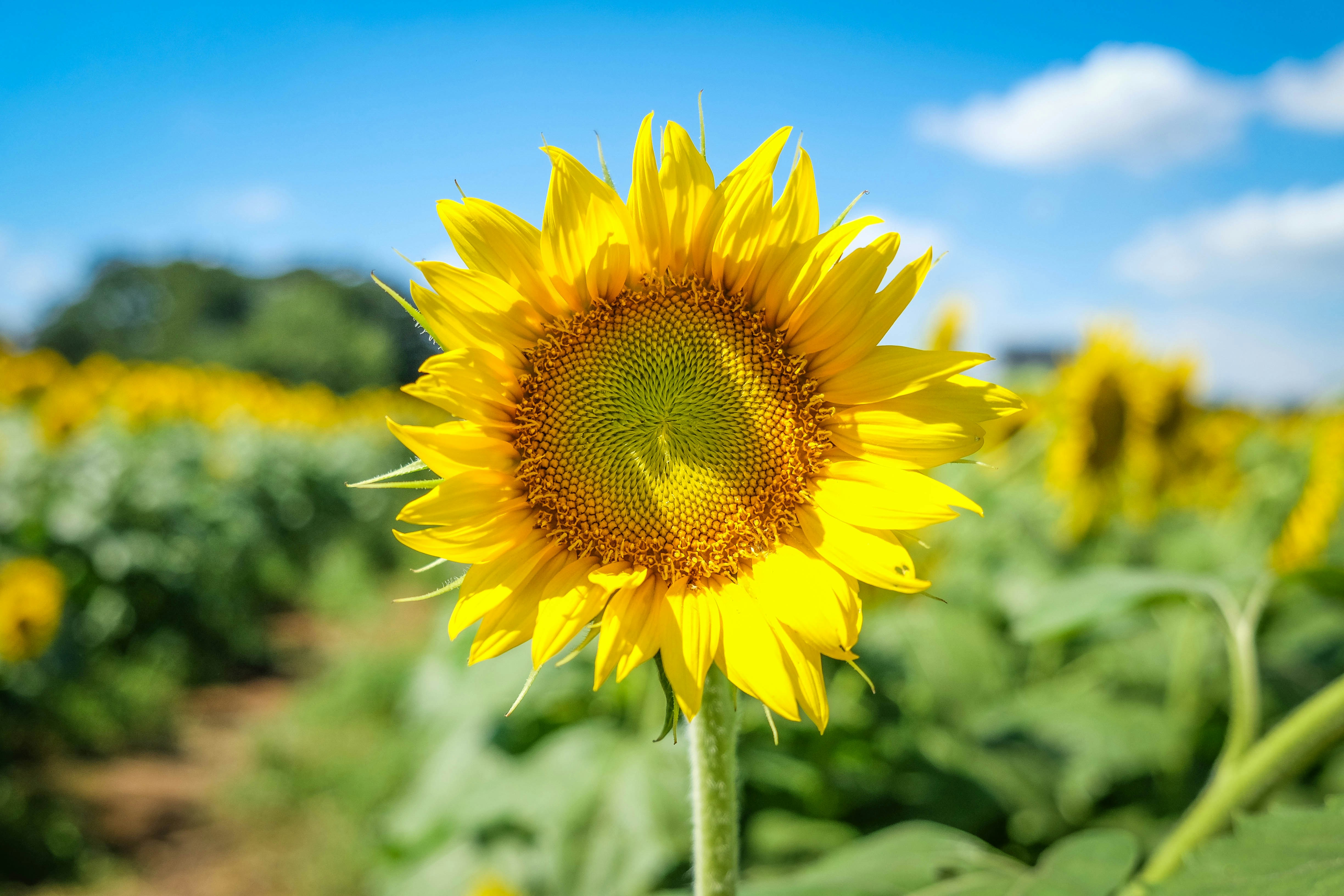 A large sunflower standing in a field of sunflowers