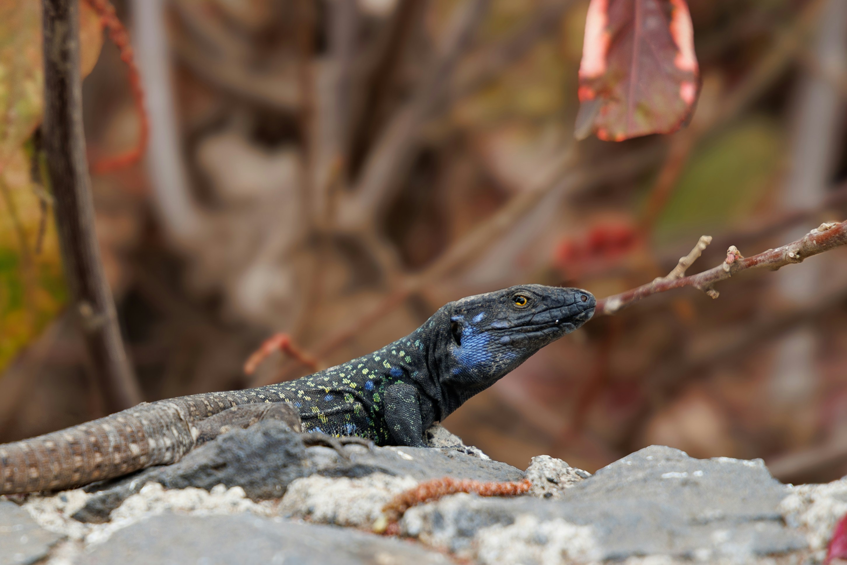 A lizard sitting on top of a rock next to a tree