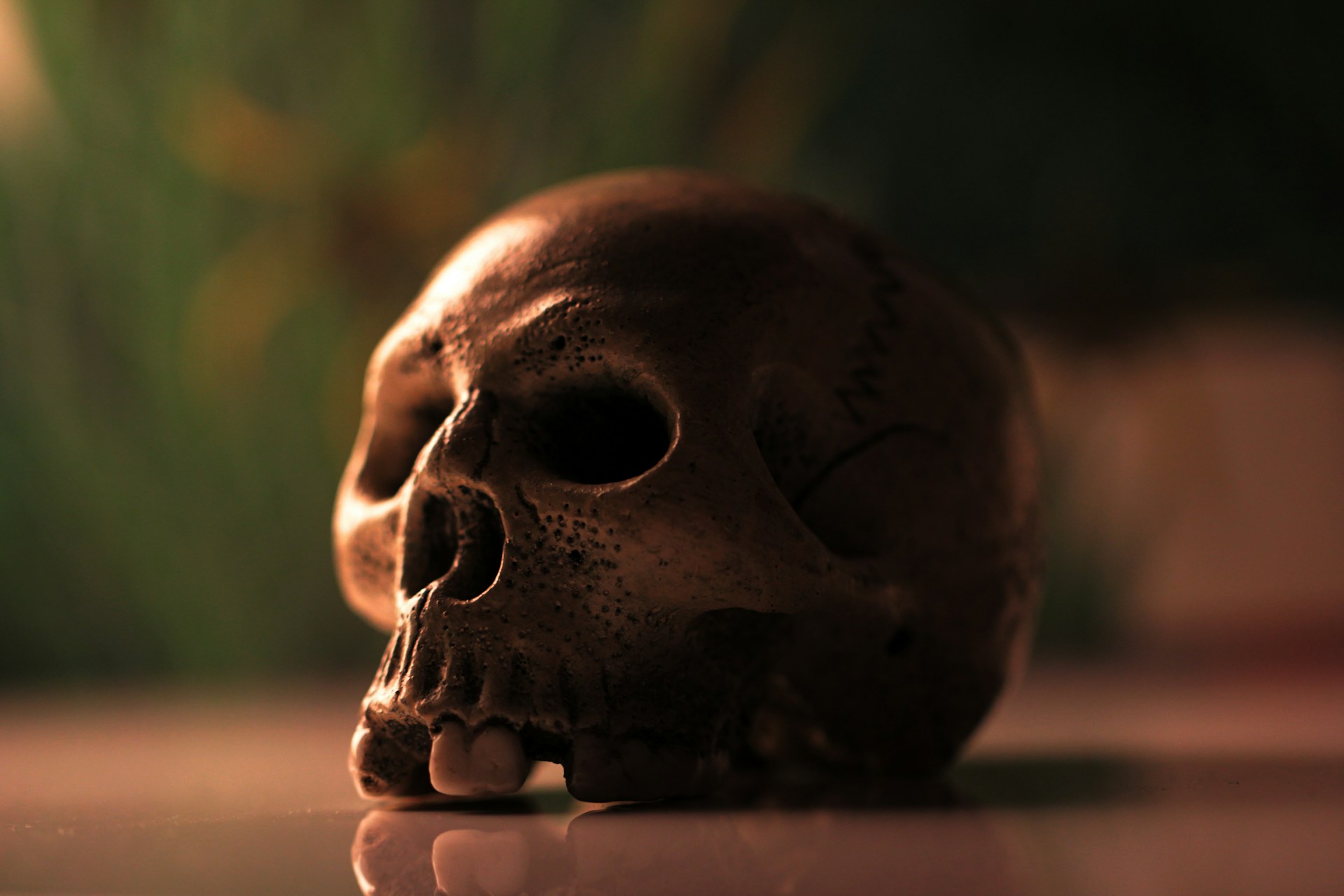 A close up of a skull on a table
