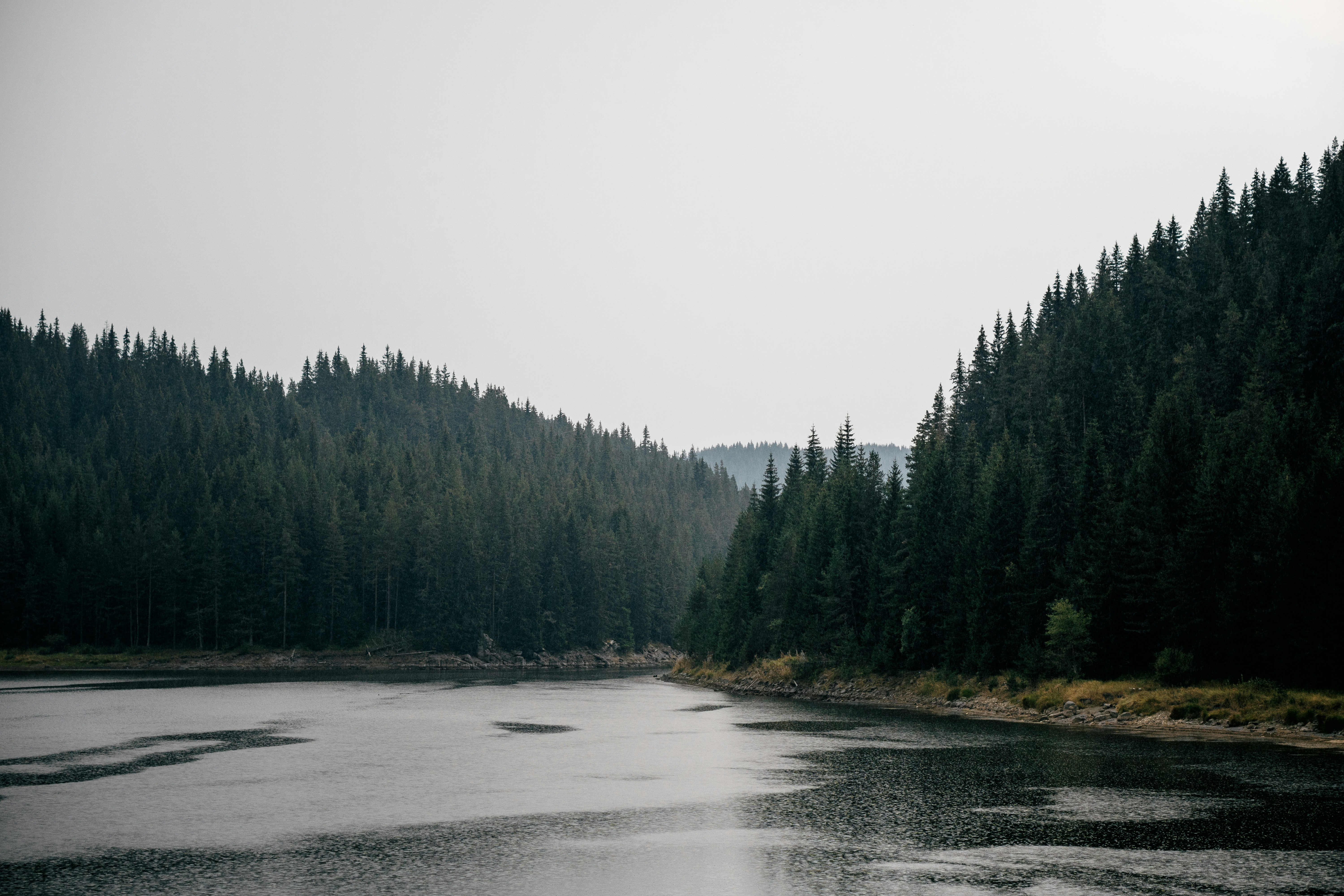 Forest surrounded by water