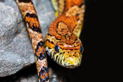 A close up of a snake on a rock