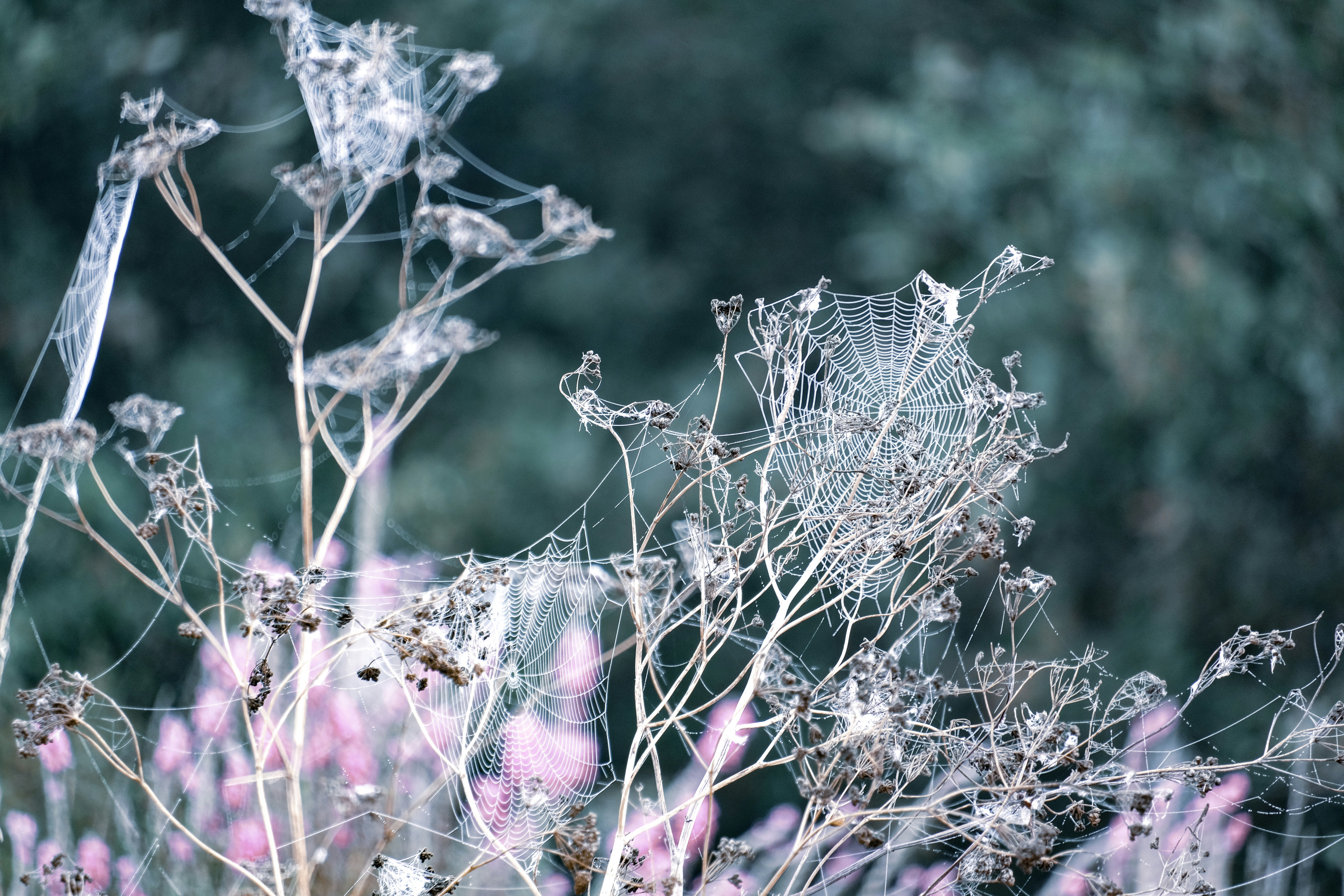 Photo by grievek1610begur