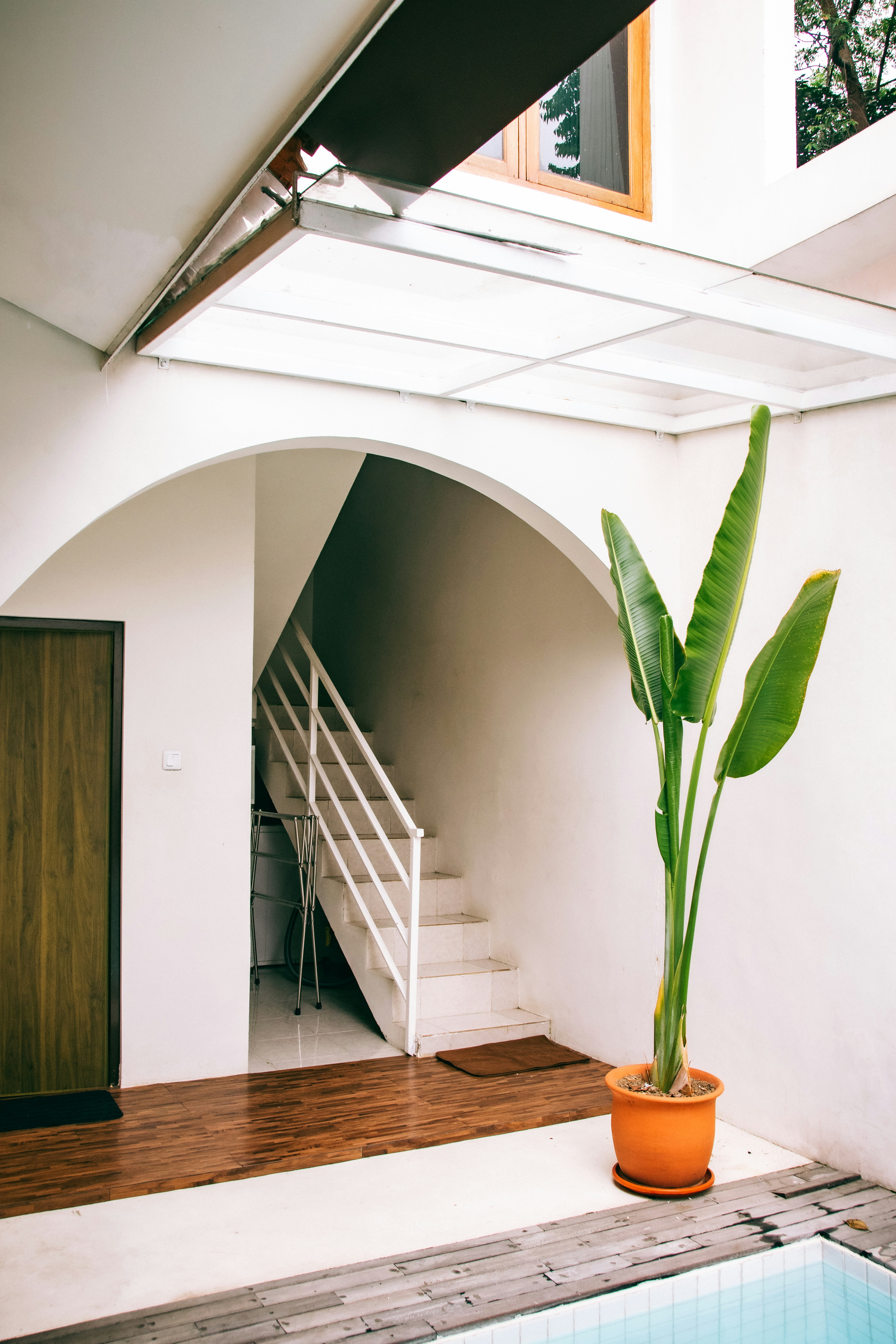A potted plant sitting next to a swimming pool