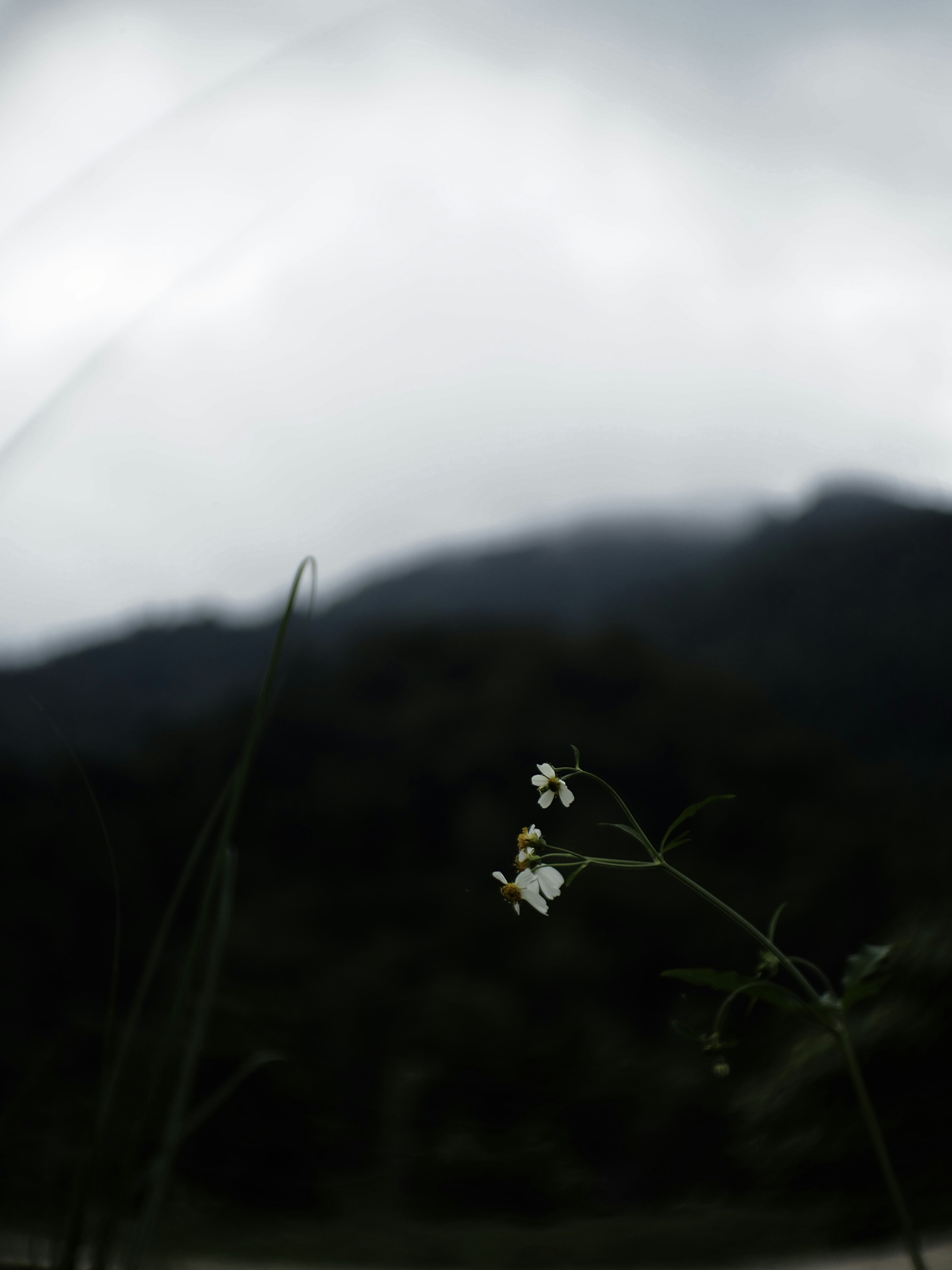 A small white flower sitting in the middle of a field