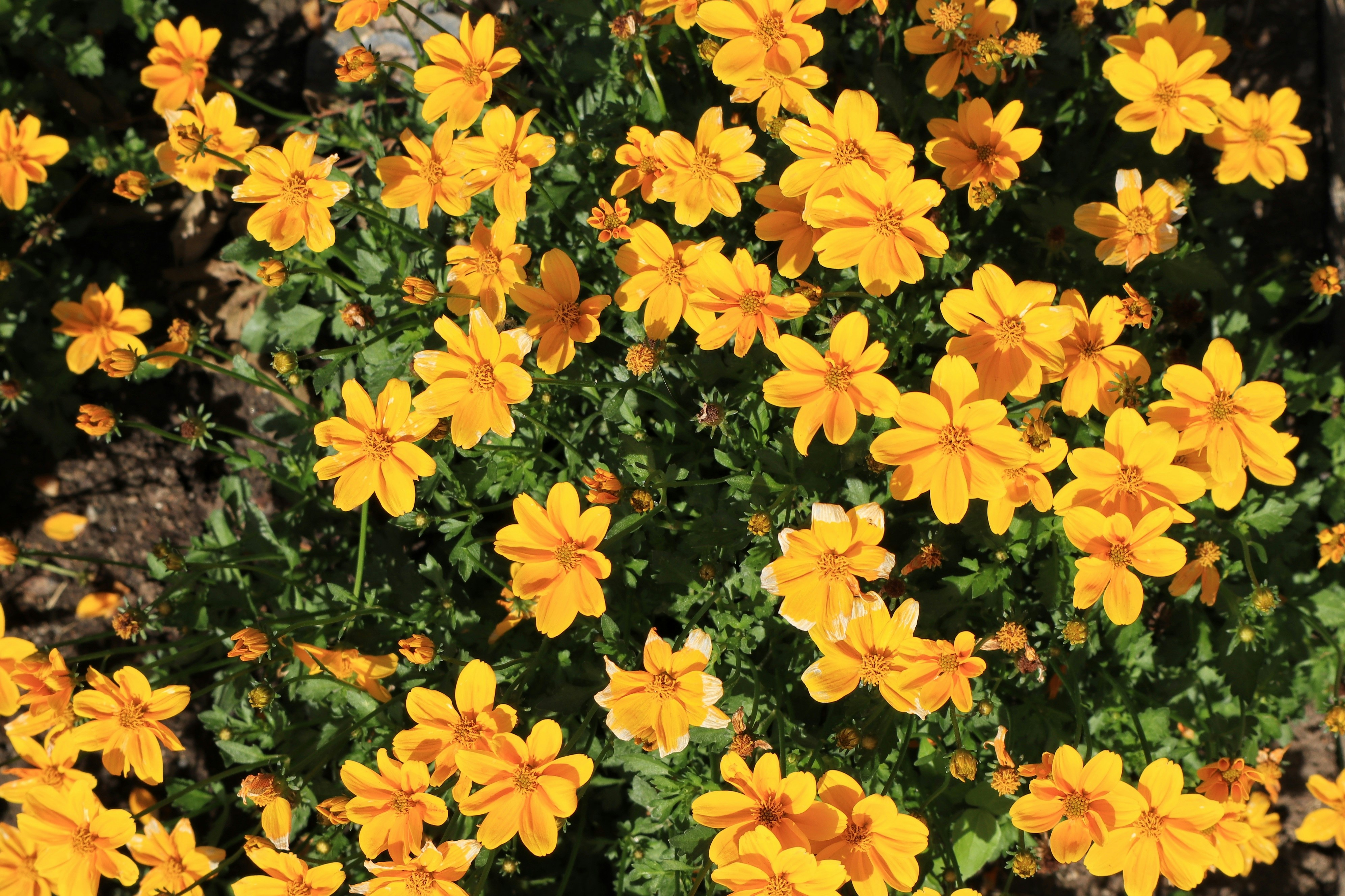 Photo by balint_miko