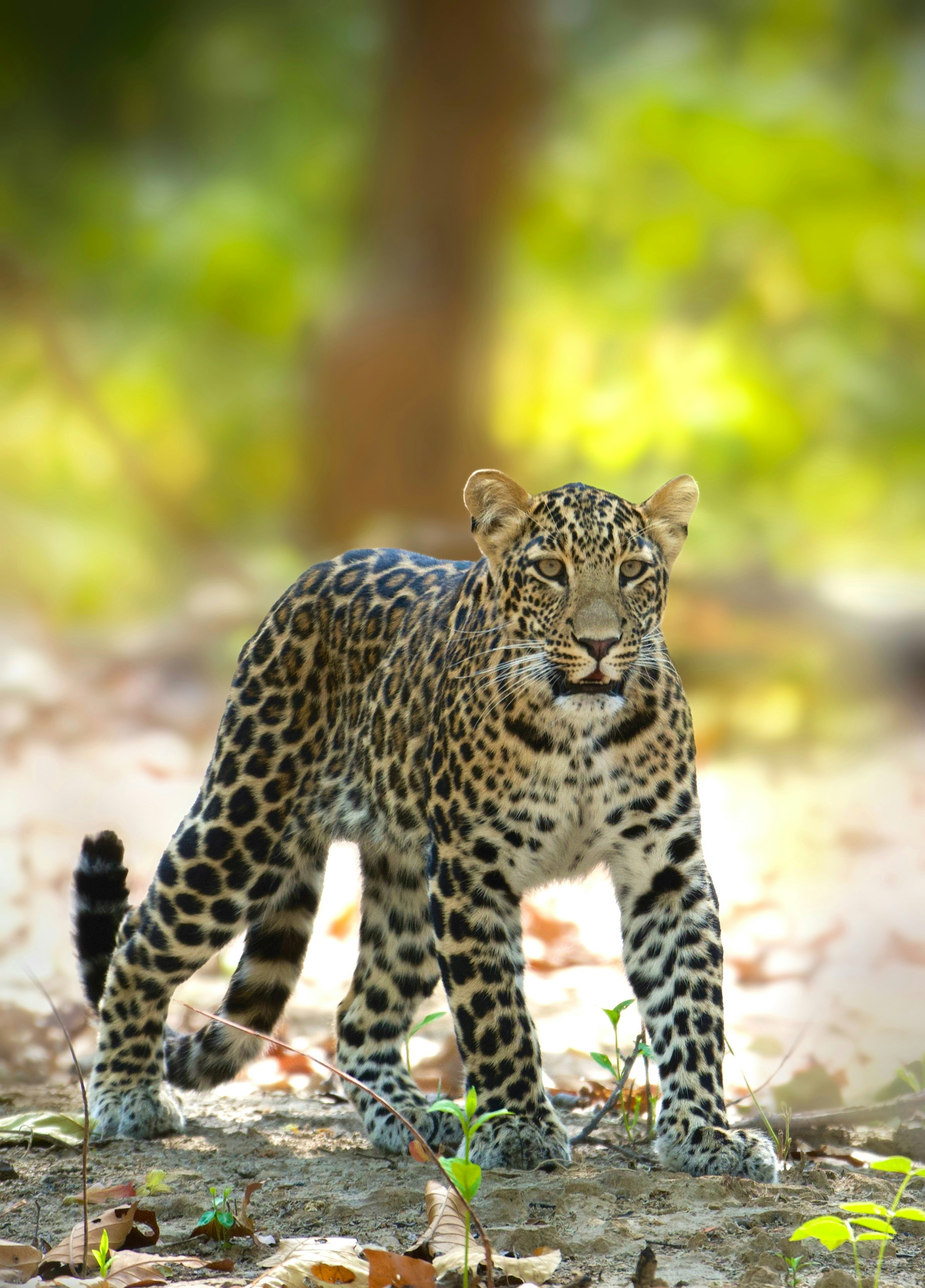 Leopards Can Be Found All Over Africa and Asia (image credits: unsplash)