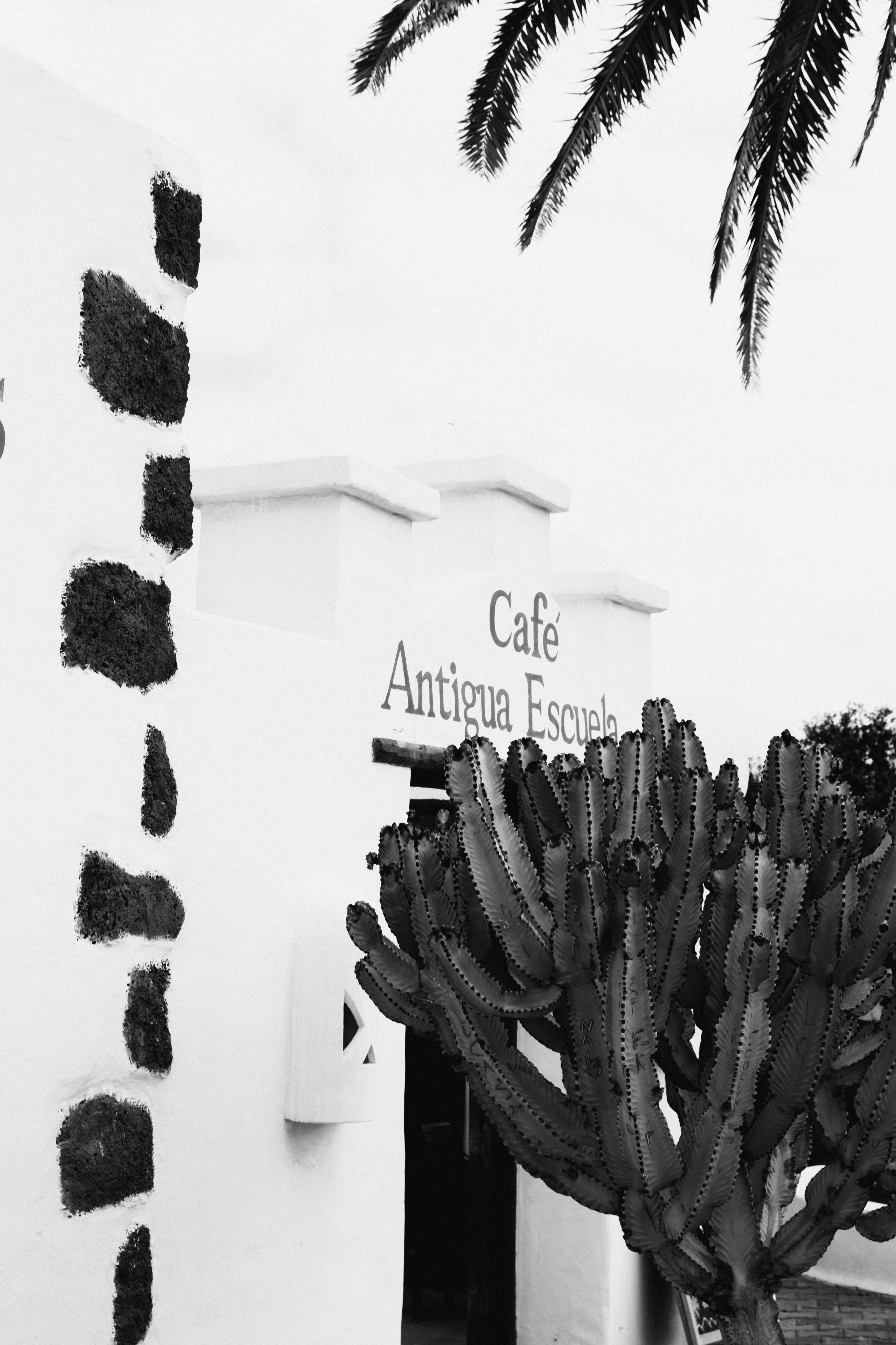 A black and white photo of a cactus in front of a cafe