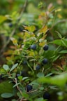 A bush with blue berries growing on it