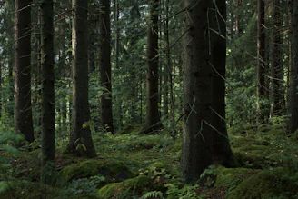 A forest filled with lots of tall trees