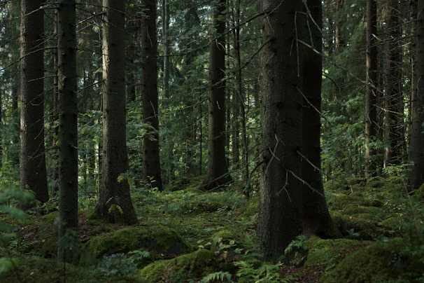 A forest filled with lots of tall trees