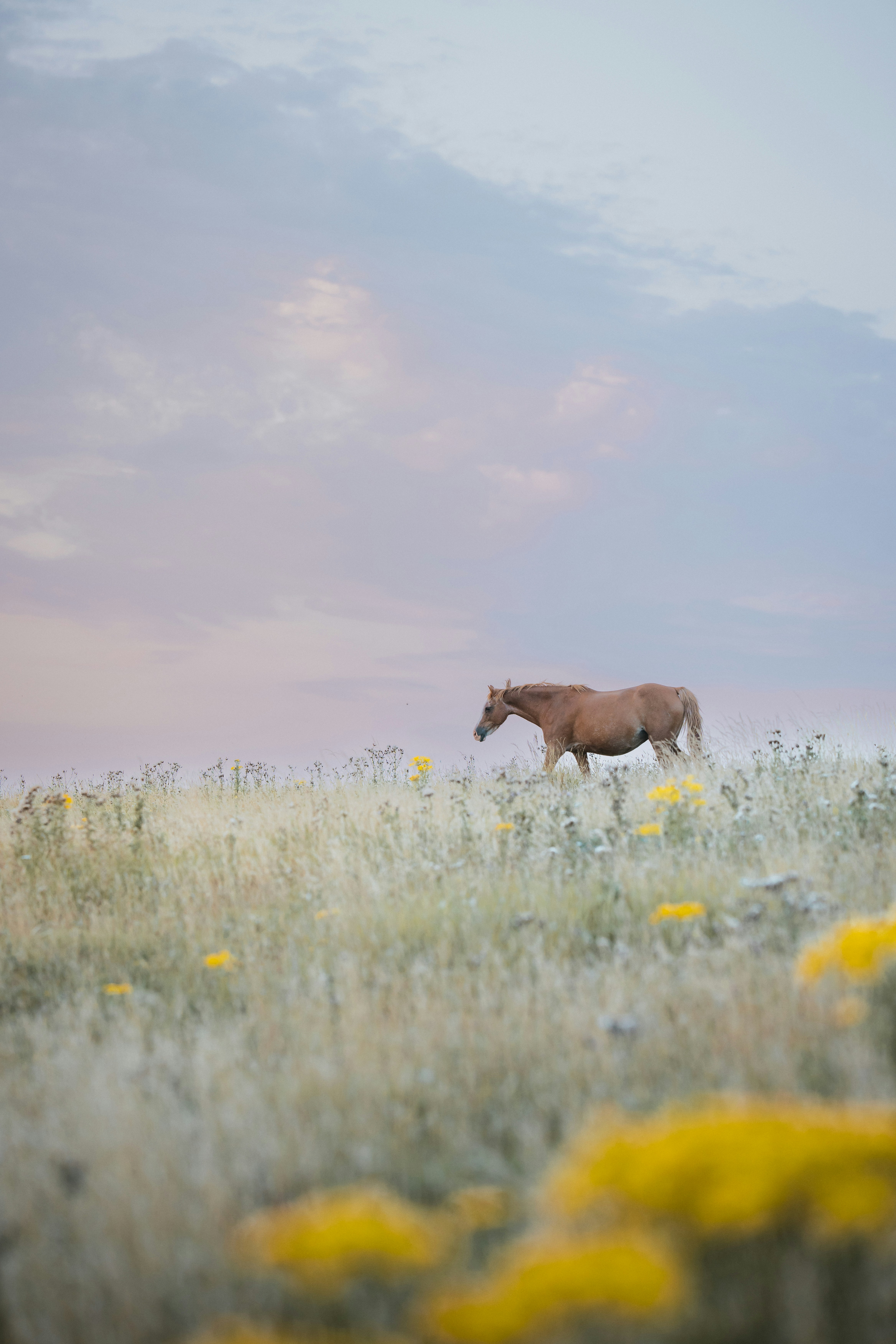A horse is walking through a field of wildflowers