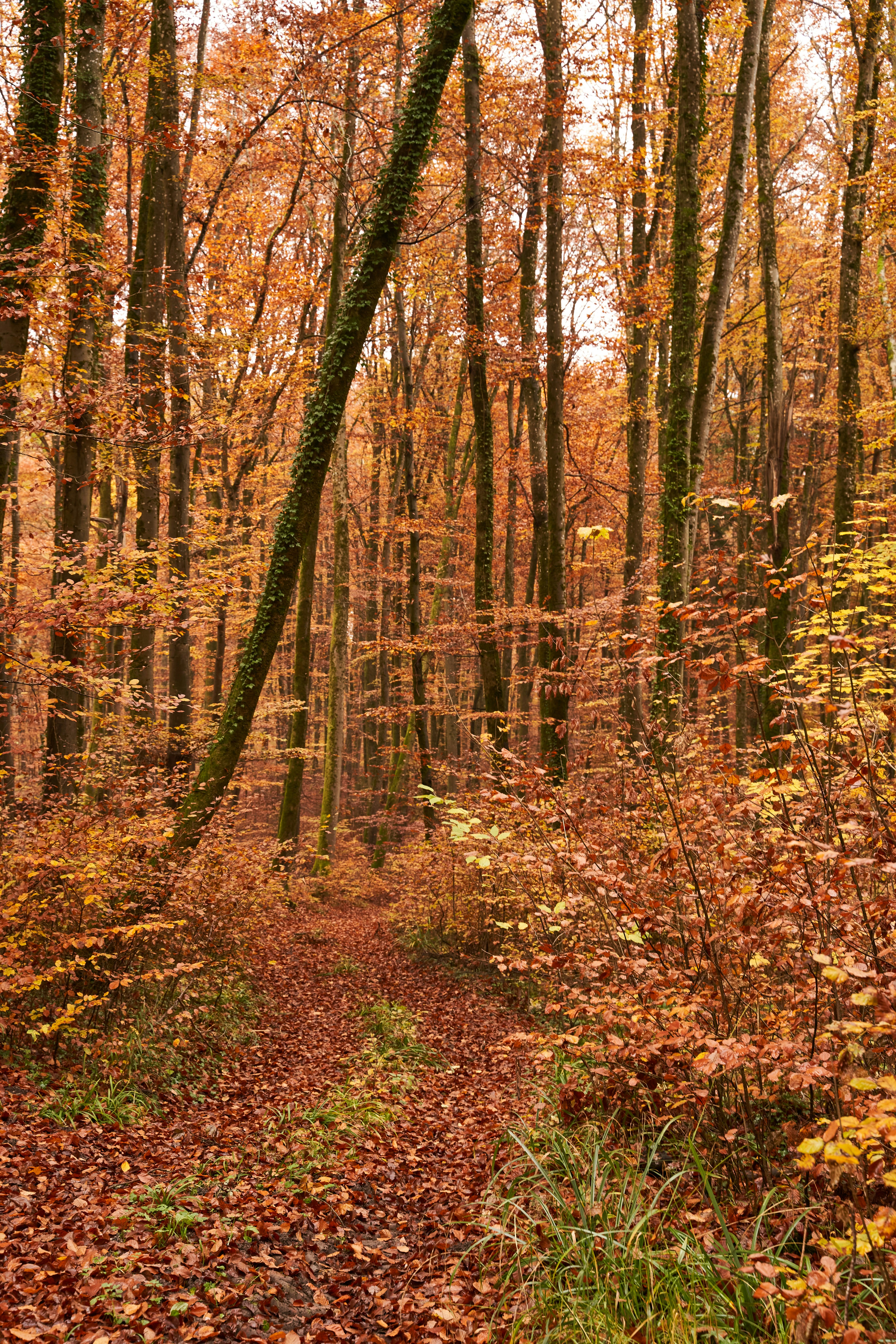 Photo by wolfgang_hasselmann