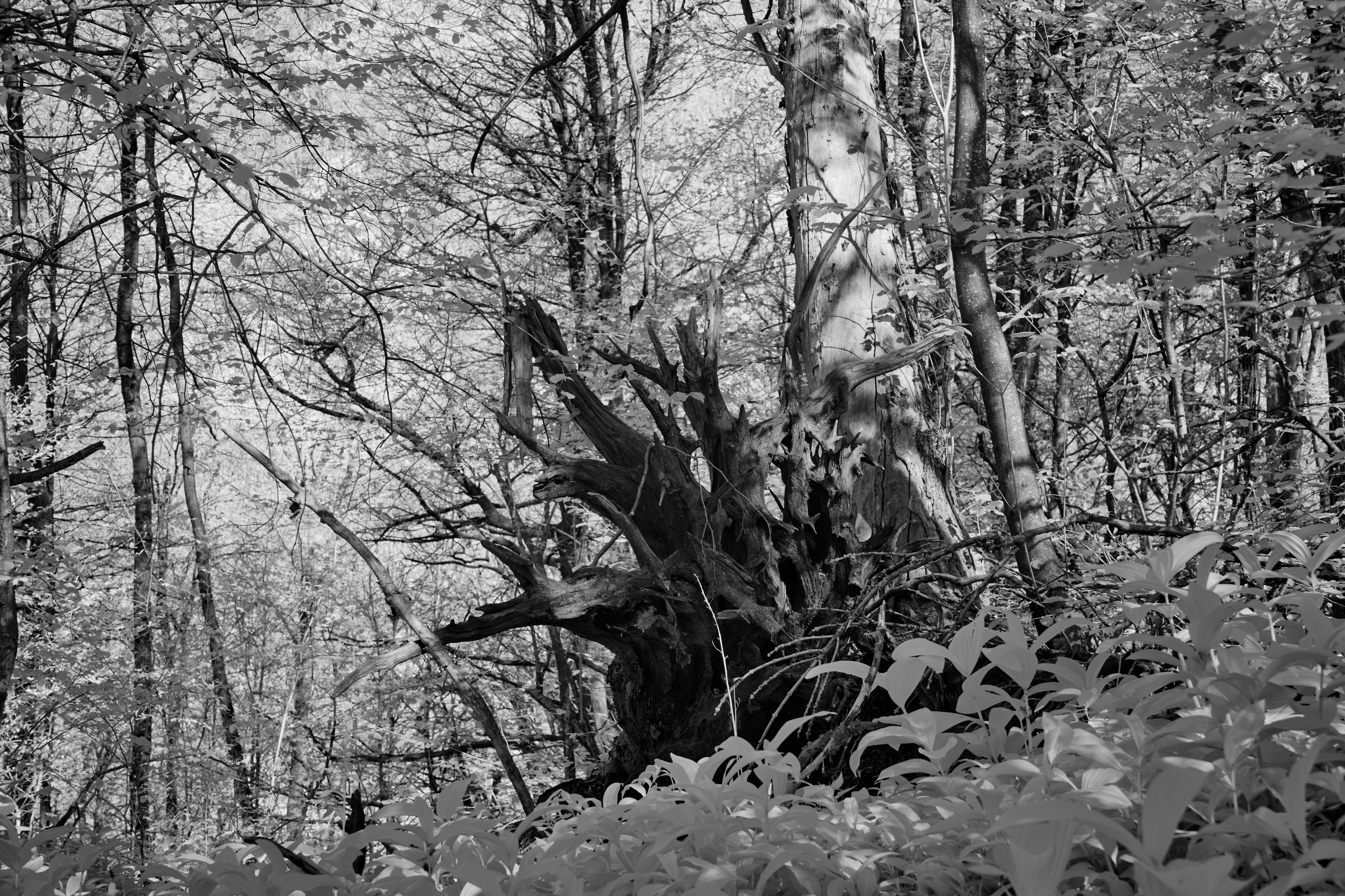 Photo by wolfgang_hasselmann