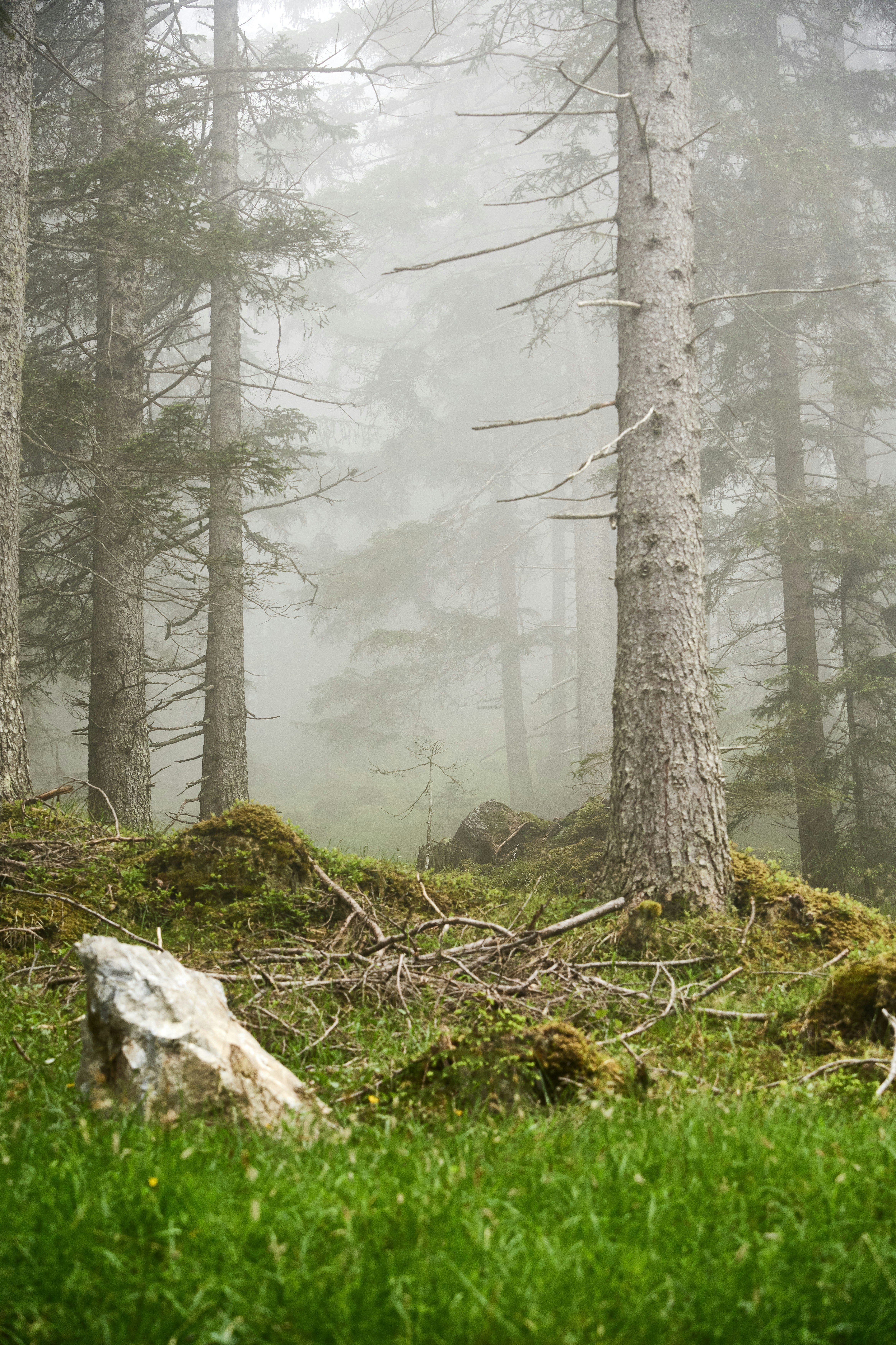 Photo by wolfgang_hasselmann