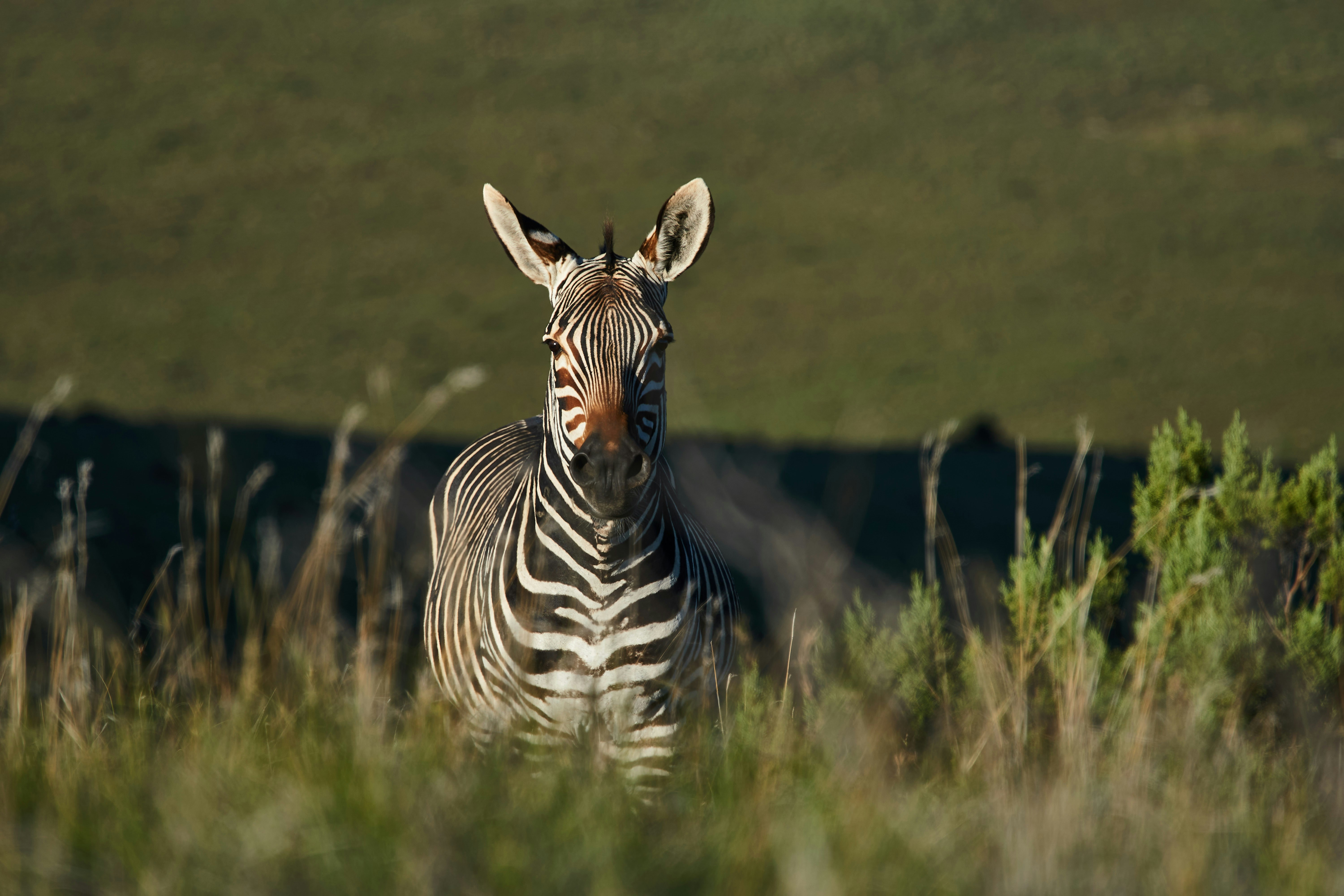 Photo by wolfgang_hasselmann