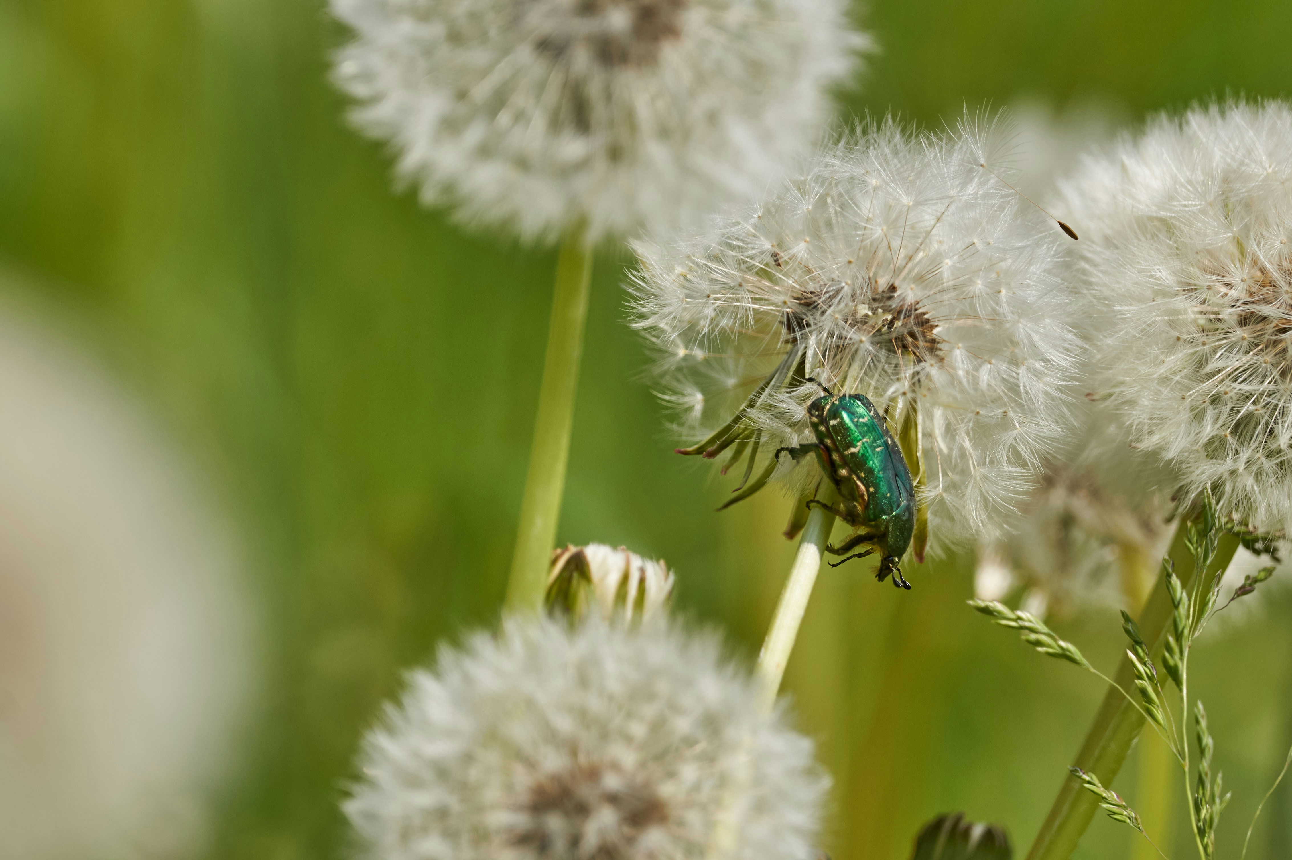 Photo by wolfgang_hasselmann