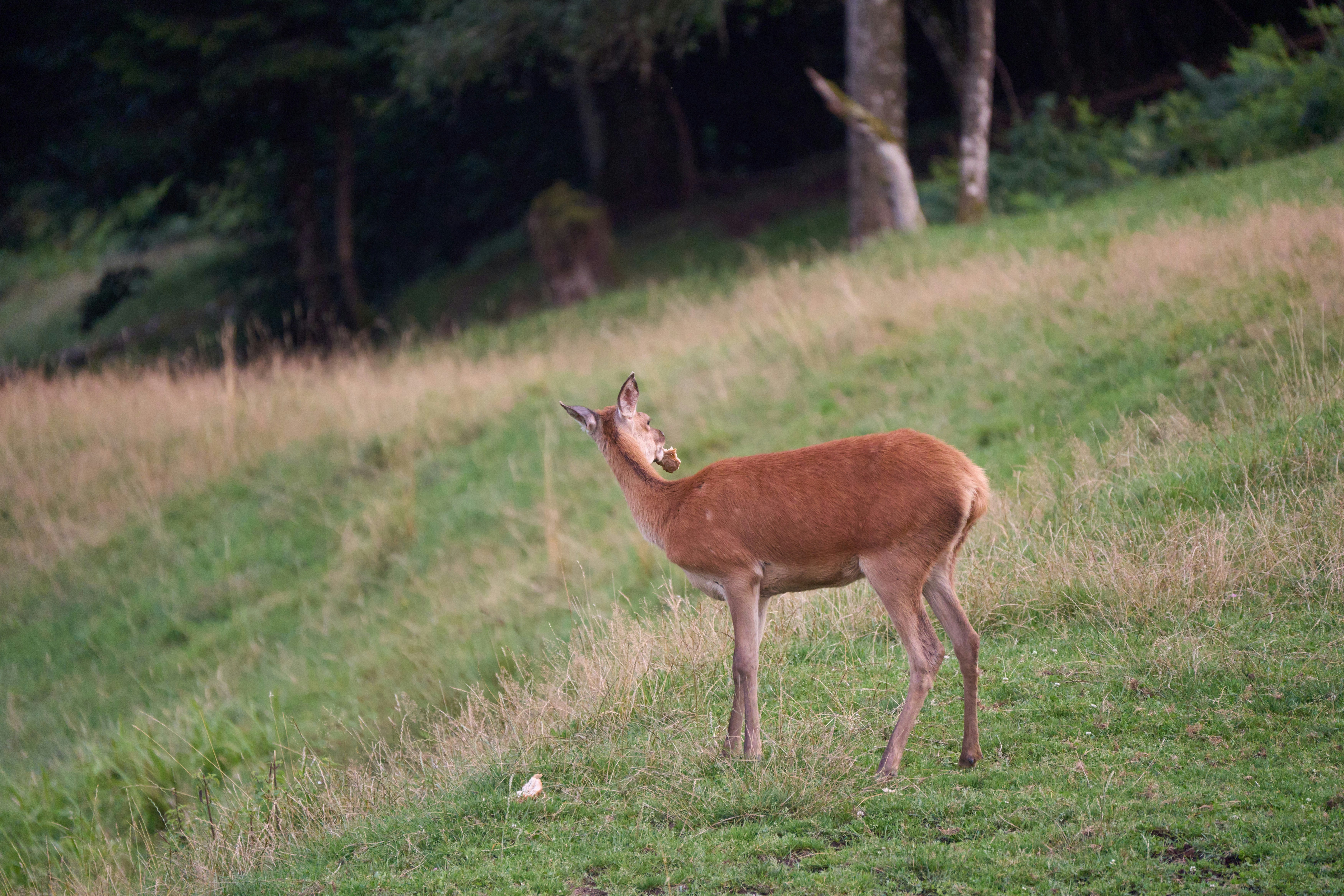 Photo by wolfgang_hasselmann