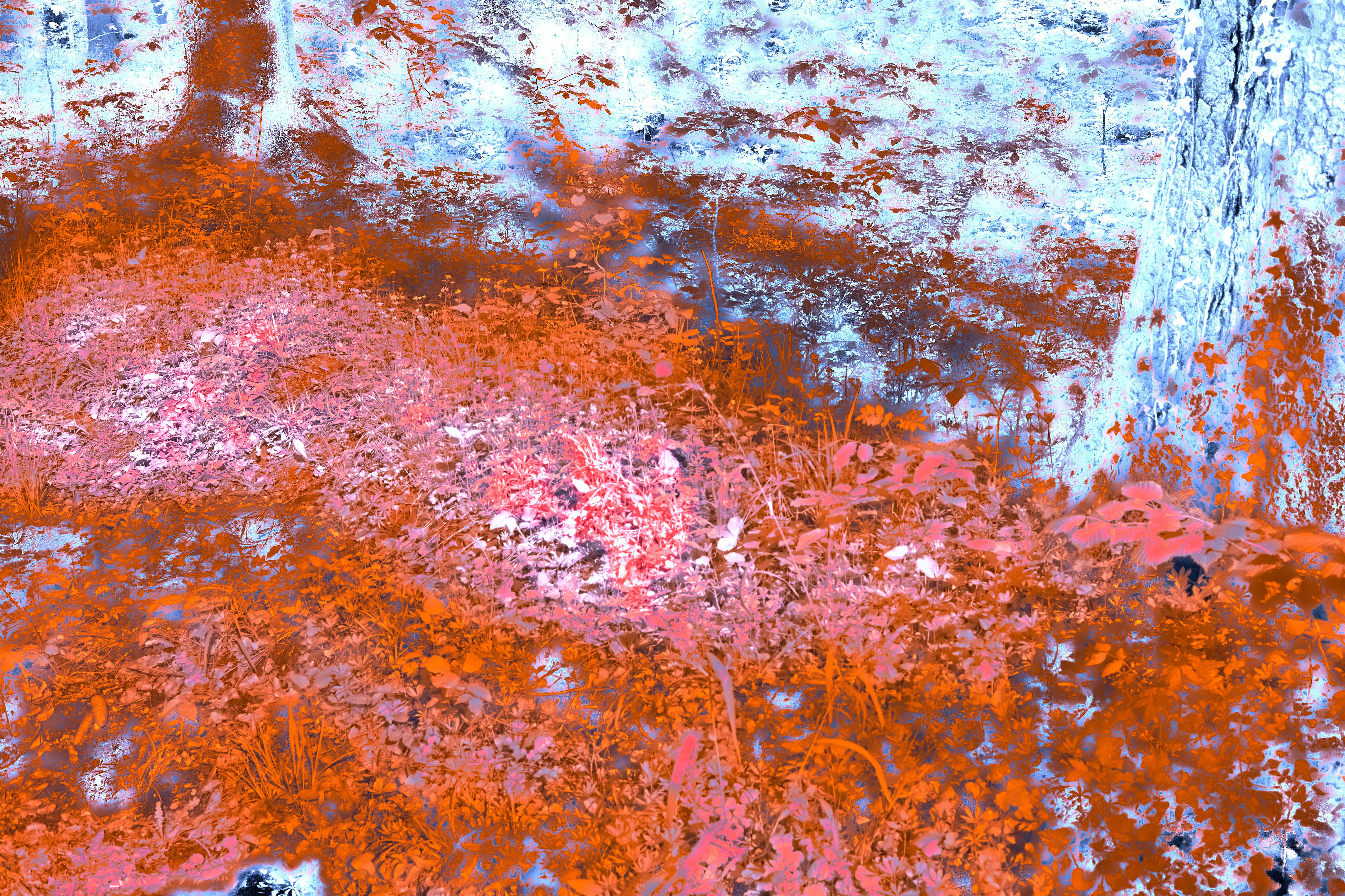 Photo by wolfgang_hasselmann