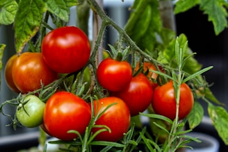 A bunch of tomatoes hanging from a tree