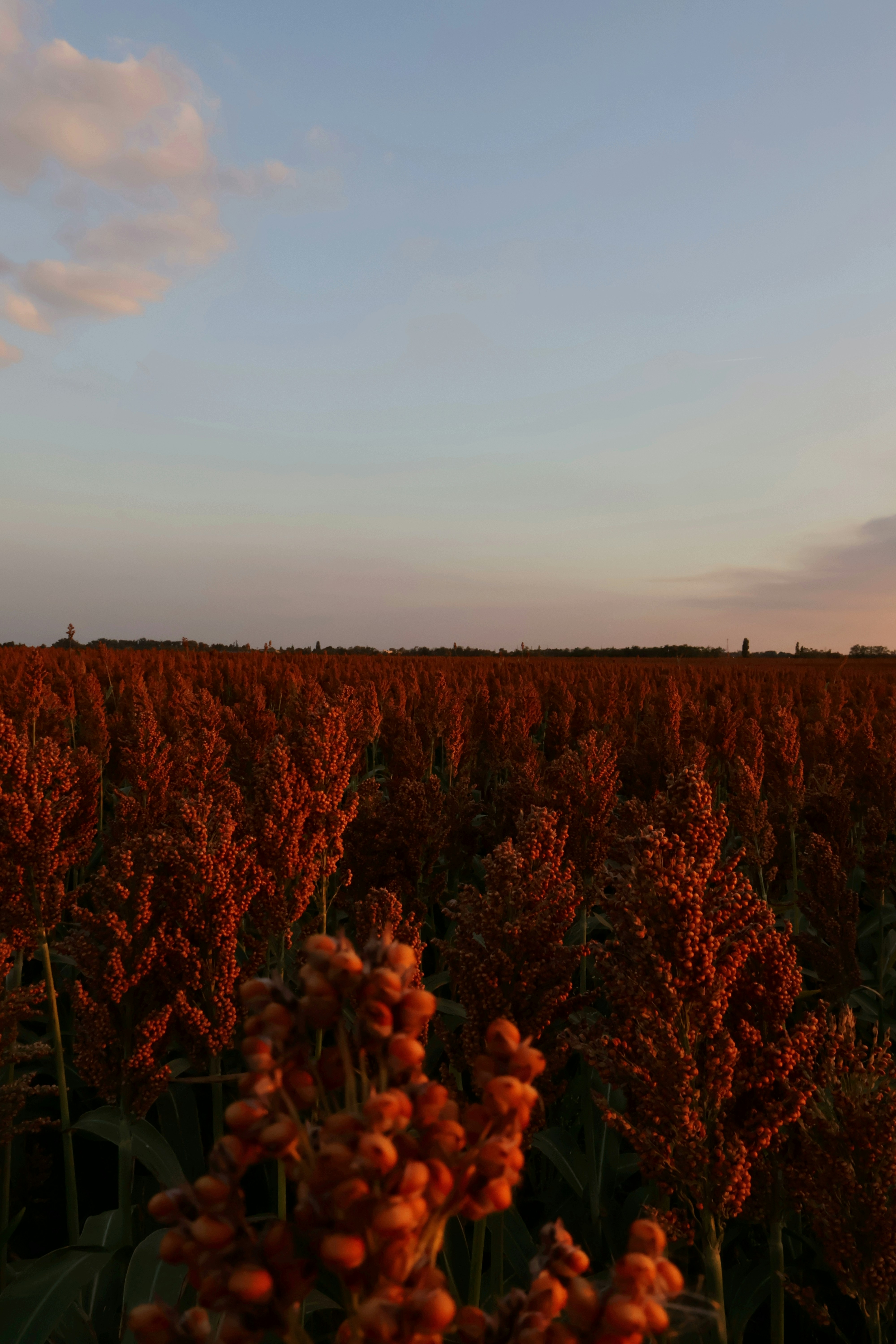 Sorghum grain heads in golden field, warm afternoon light, agricultural landscape, African grain harvest