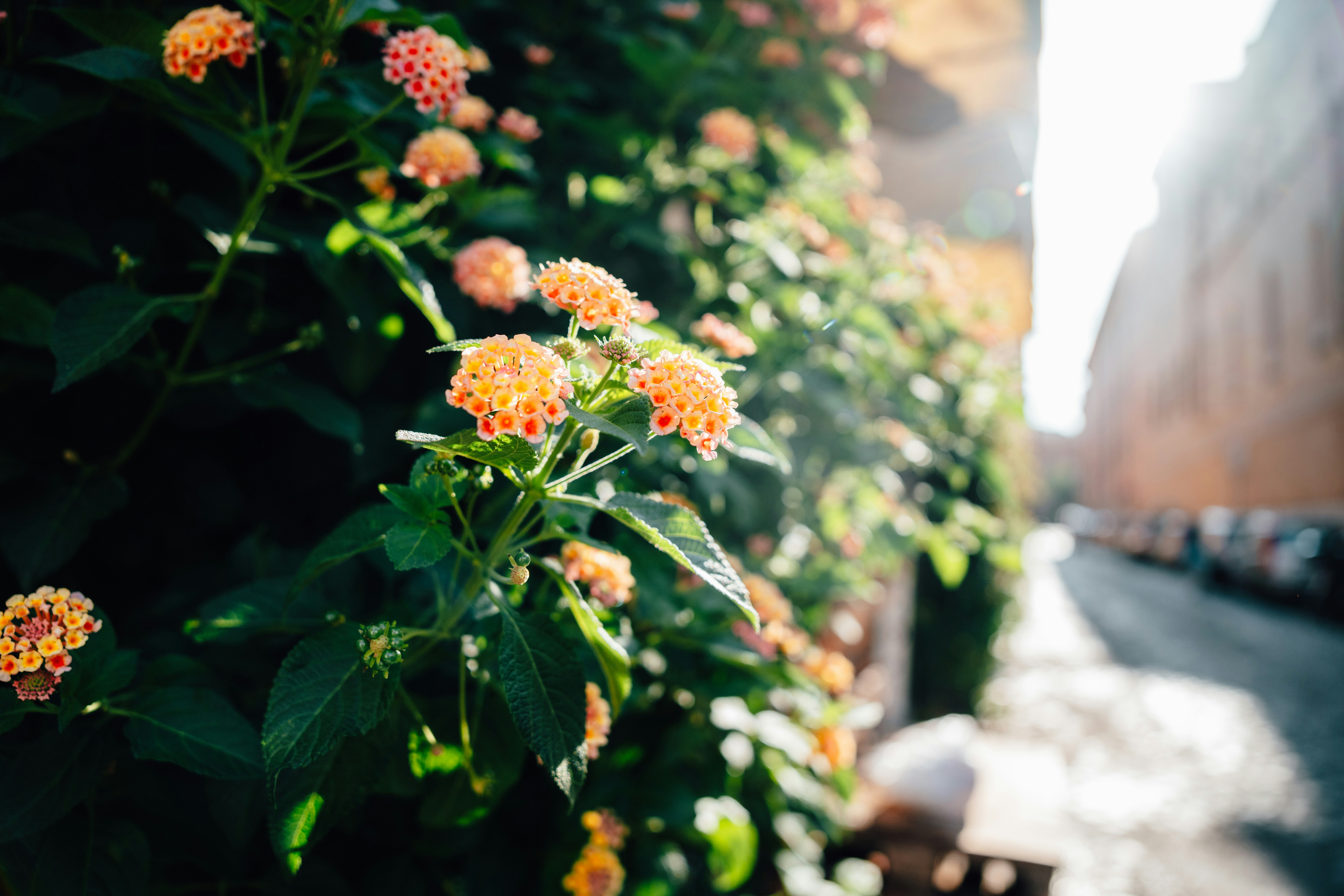 Photo by spensersembrat