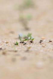 A small plant sprouts out of the sand