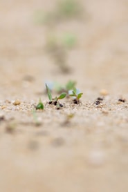 A small plant sprouts out of the sand